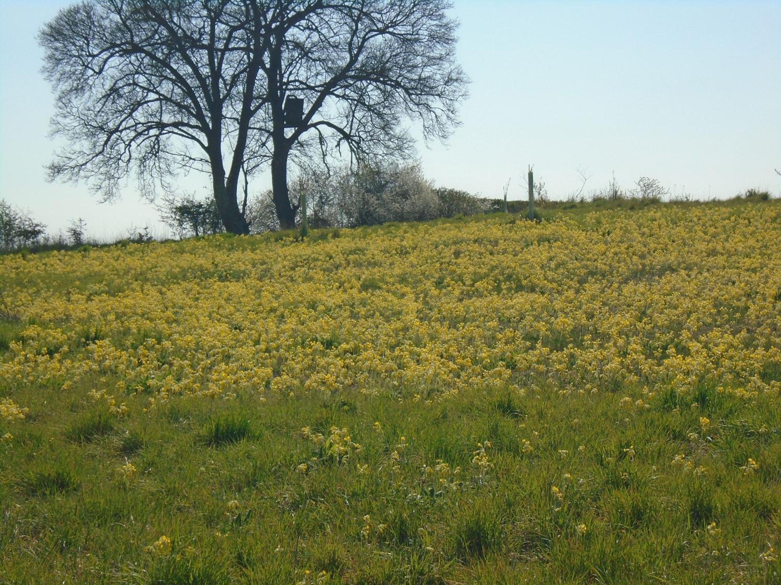Orchard View