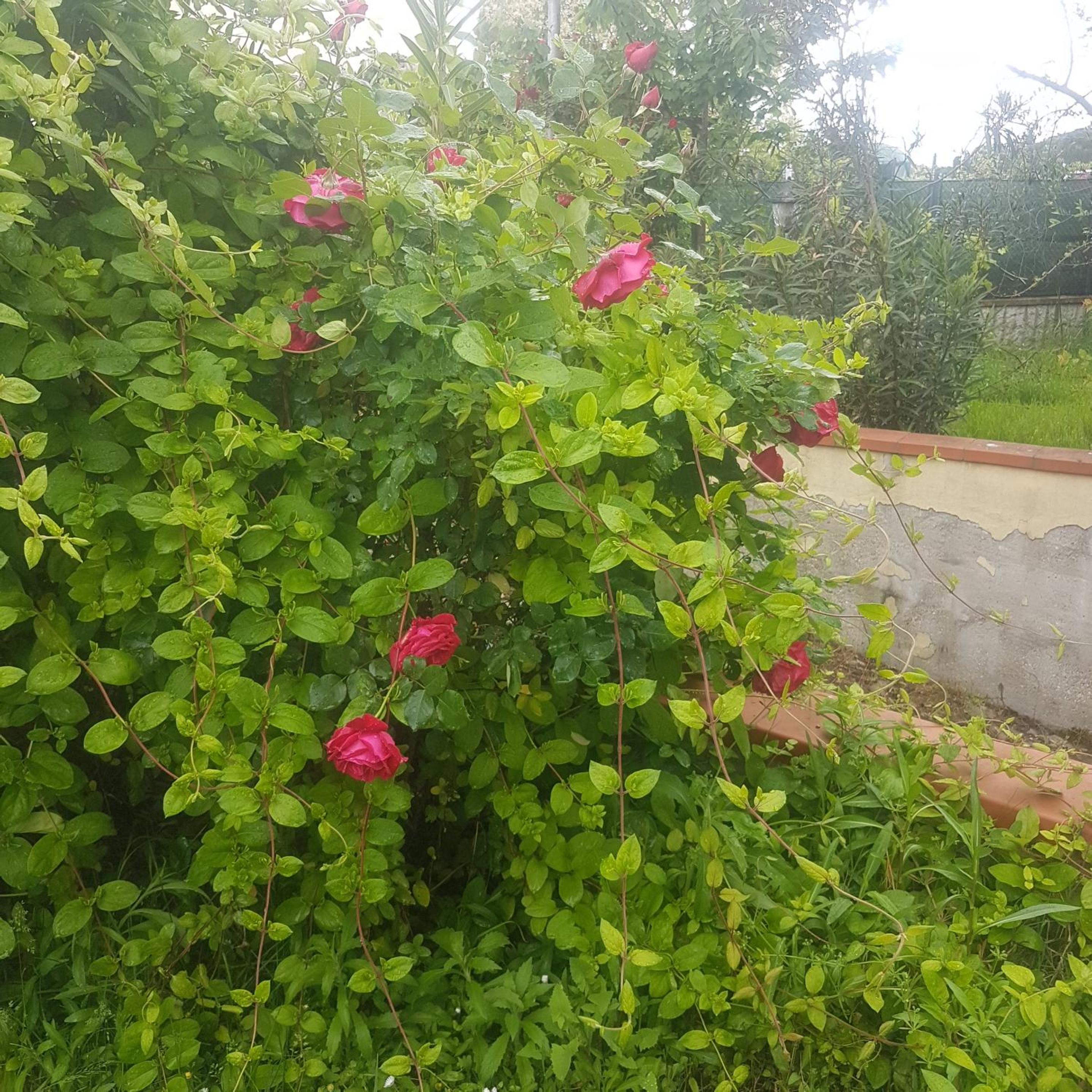 Charming Apartment in San Mauro Pascoli with Garden 75 m², photo 22