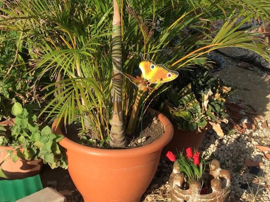 Studio apt in Aruba plus optional Portuguese cooking with Grandma