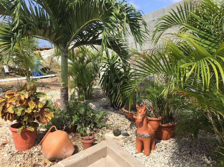 Studio apt in Aruba plus optional Portuguese cooking with Grandma