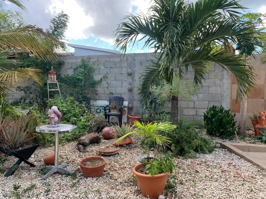 Studio apt in Aruba plus optional Portuguese cooking with Grandma