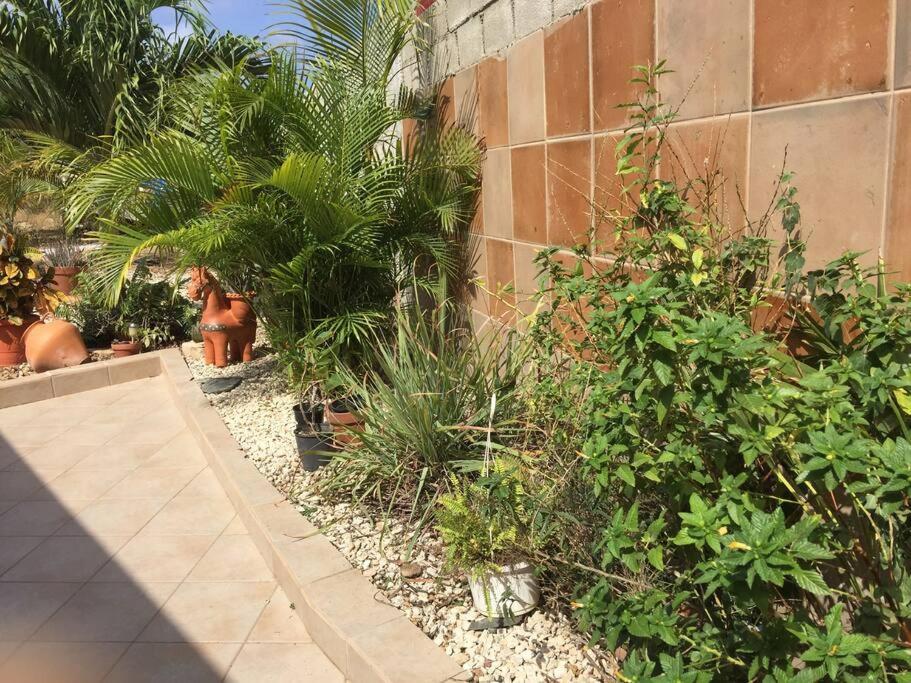 Studio apt in Aruba plus optional Portuguese cooking with Grandma