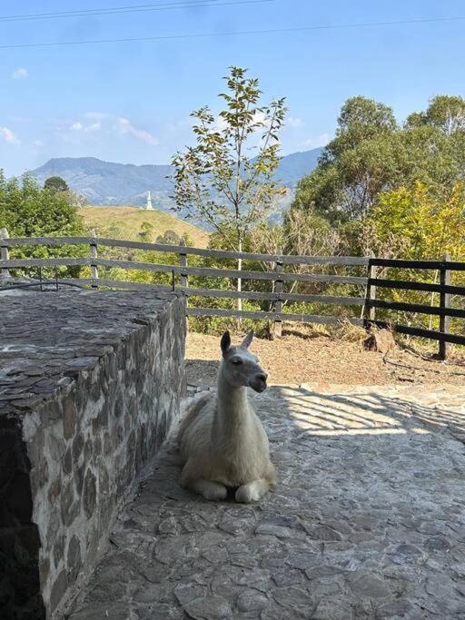 Luxury mountain top cabin steps away from Jericó