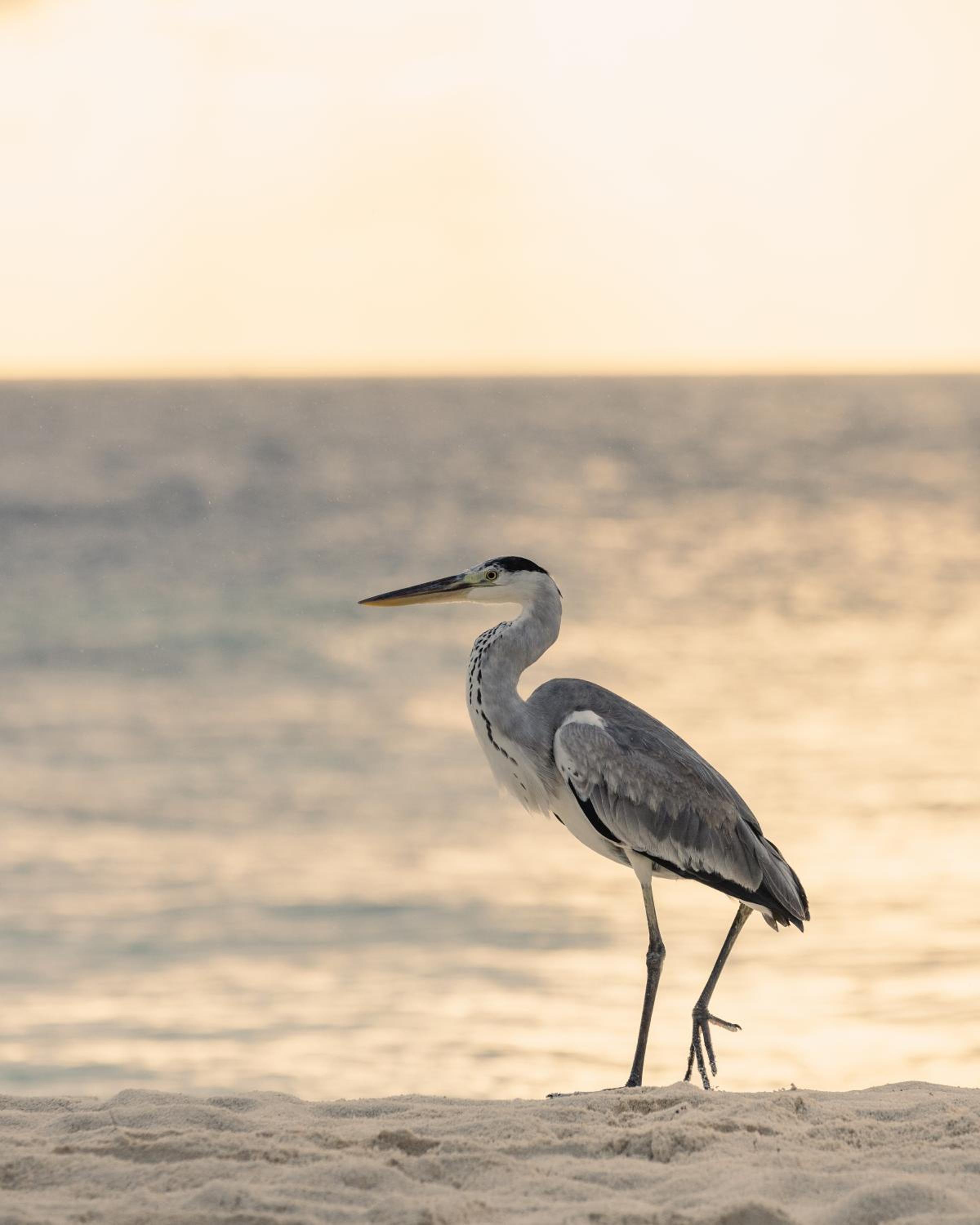 SO/ Maldives