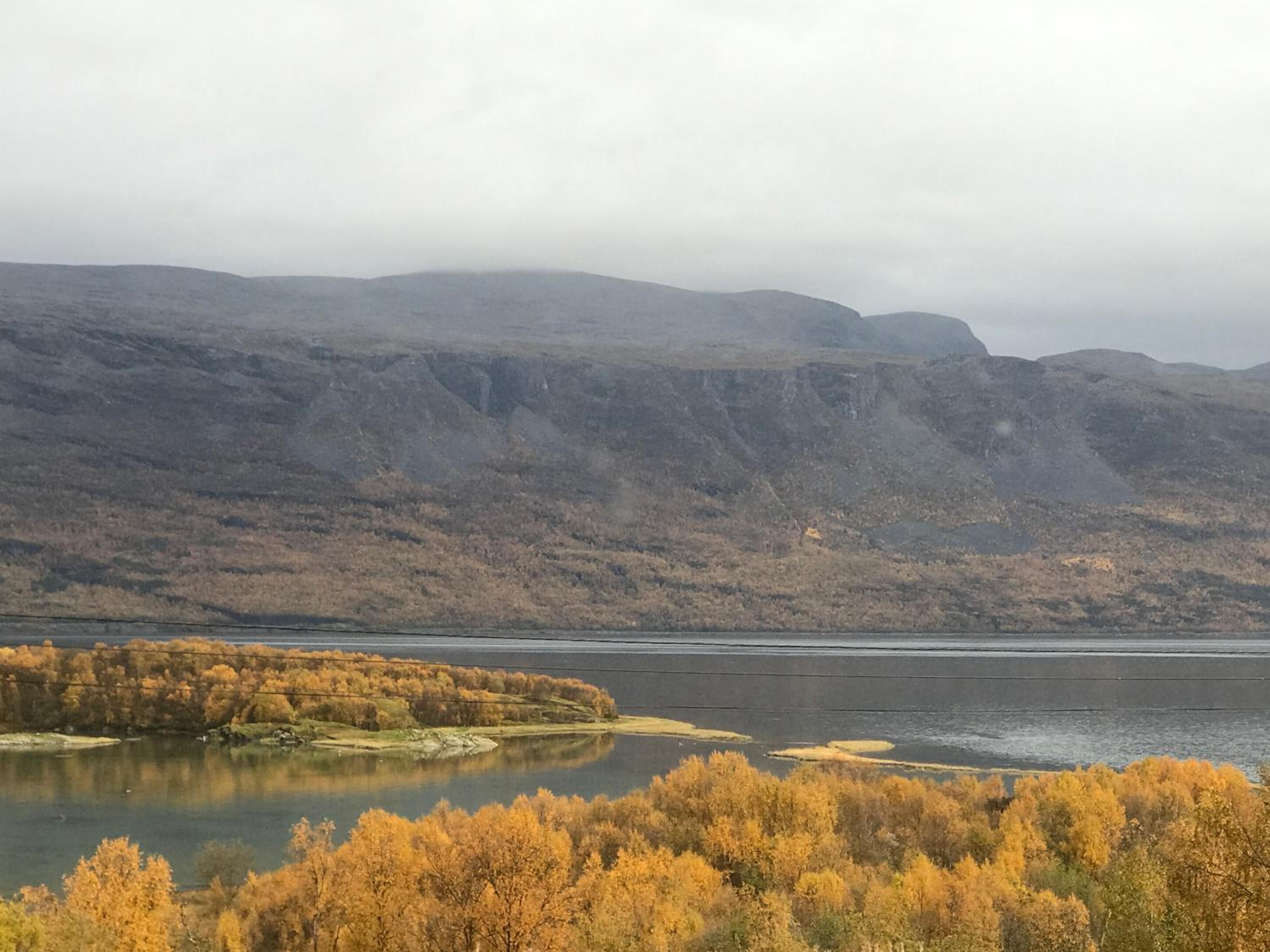 Lyngen