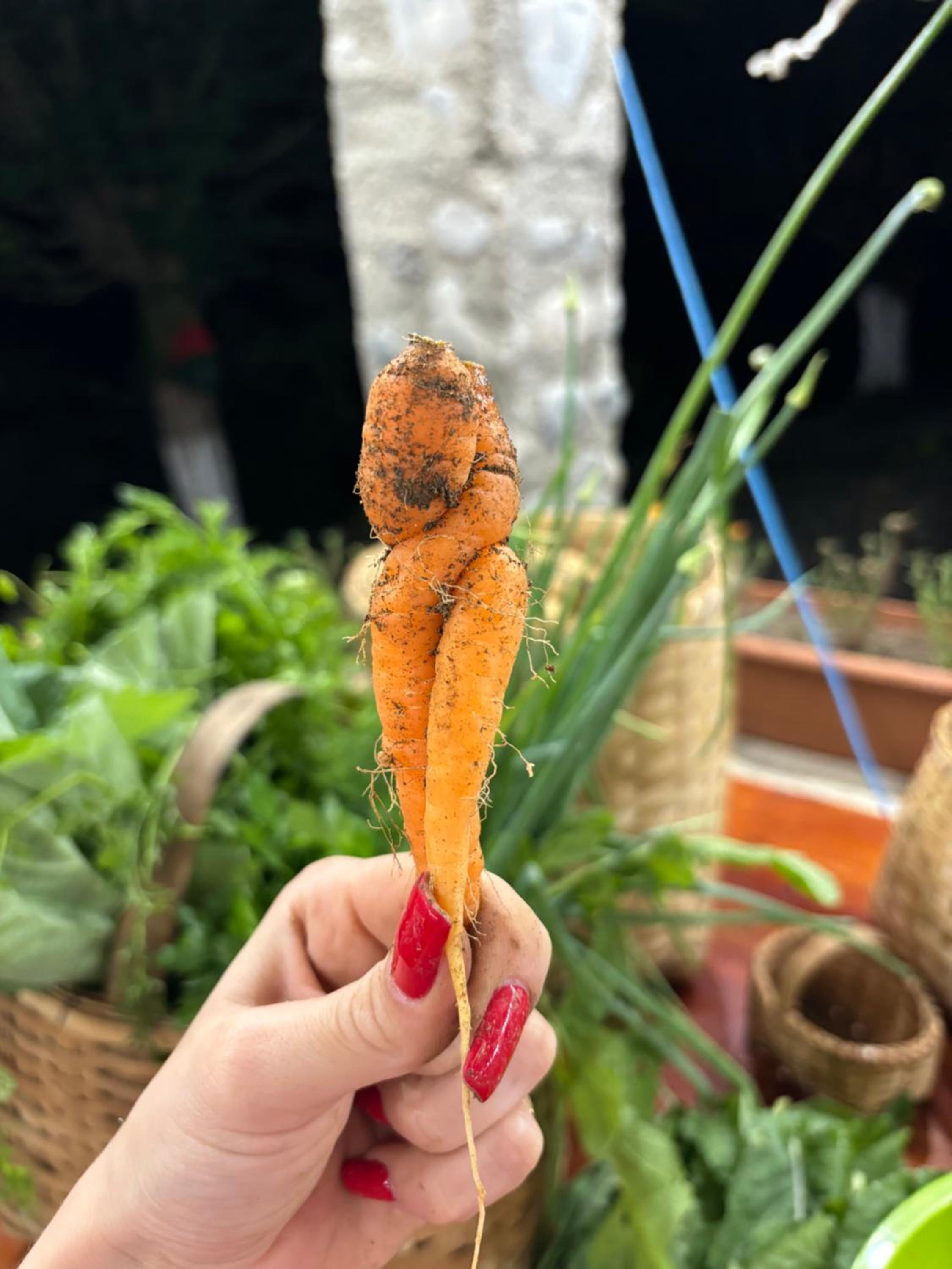 Saminavo