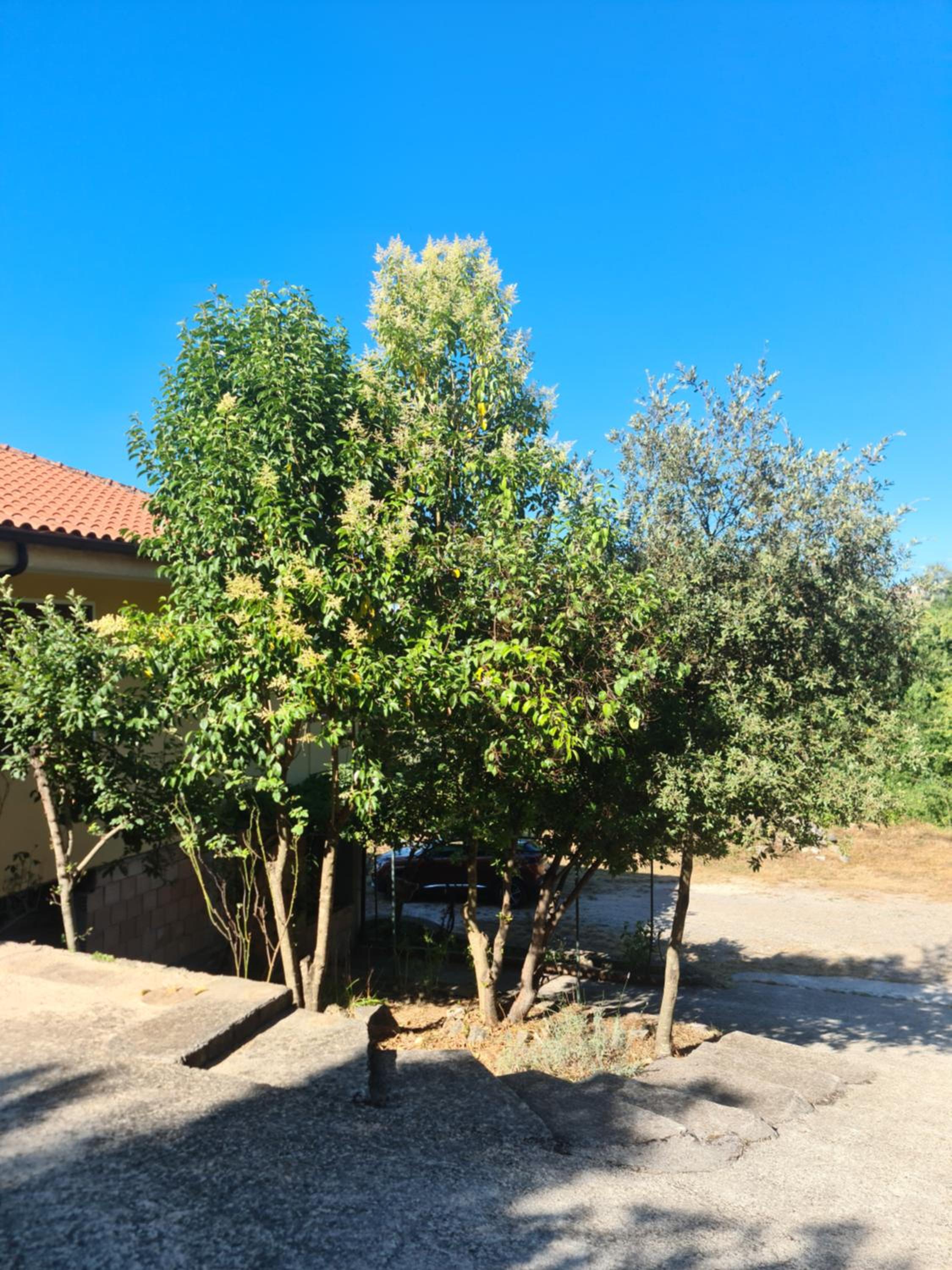 Cilento House Garden B&B MIRELLA