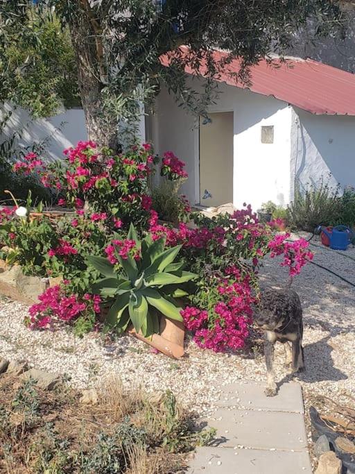 Casa Hortensia