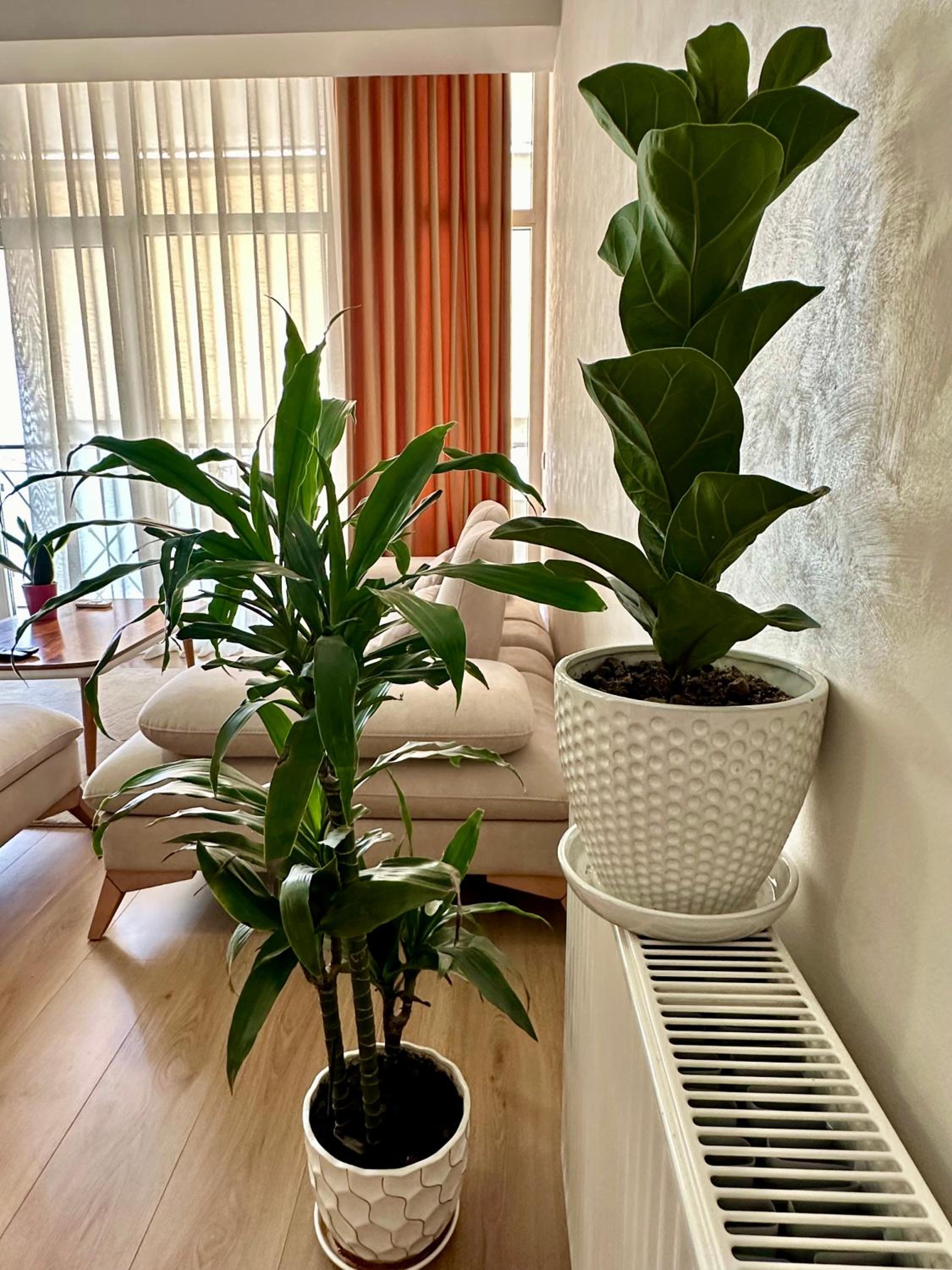 Olive Apartment Tirana