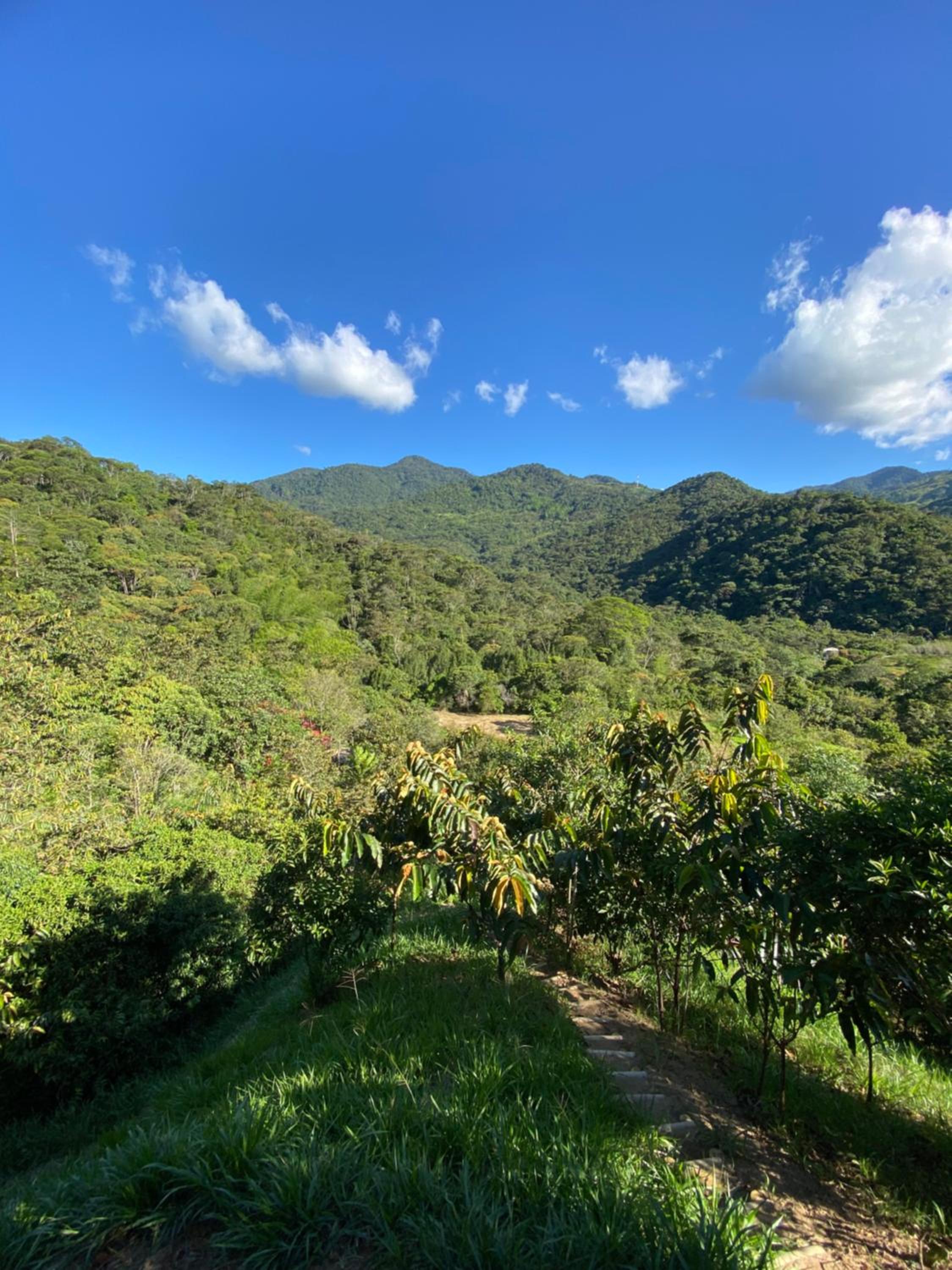 Macuá, Refugio del bosque