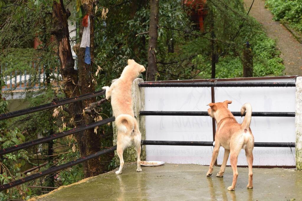 Cottage Resort amidst Shivaliks