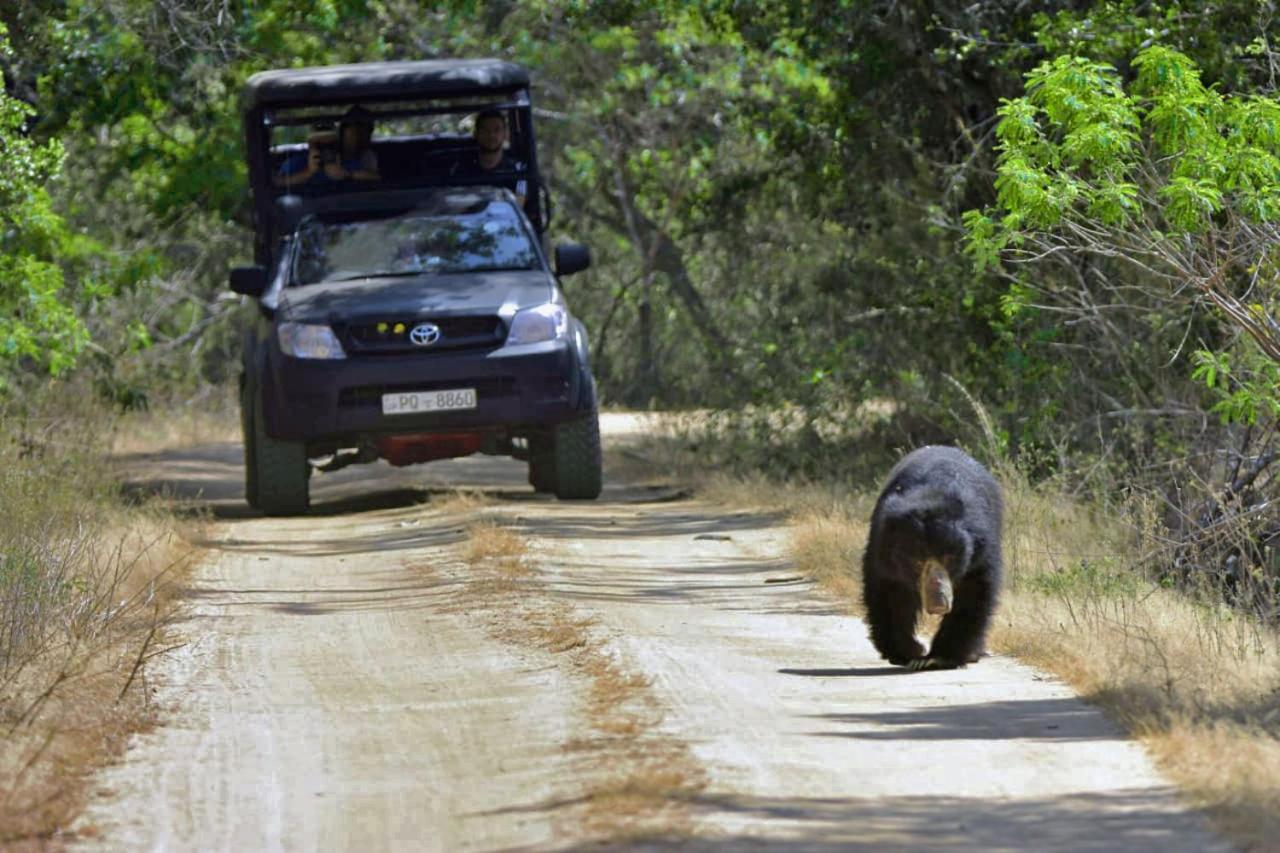 Camp Leopard - Yala Safari Glamping