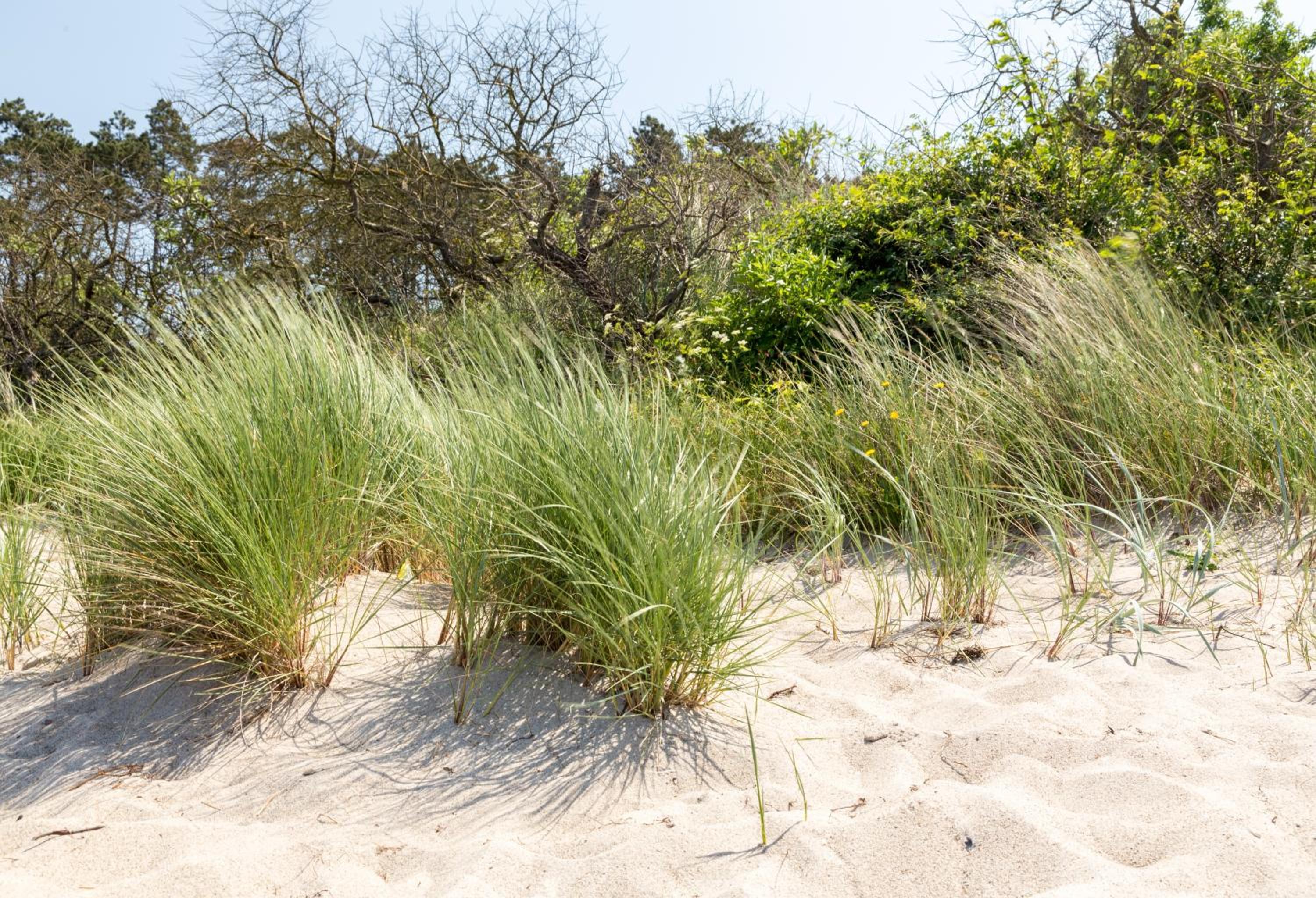 Villa Schmidt Apartments - Strandhaus direkt am Meer mit Sauna, Sport und Dünengarten - Klassik