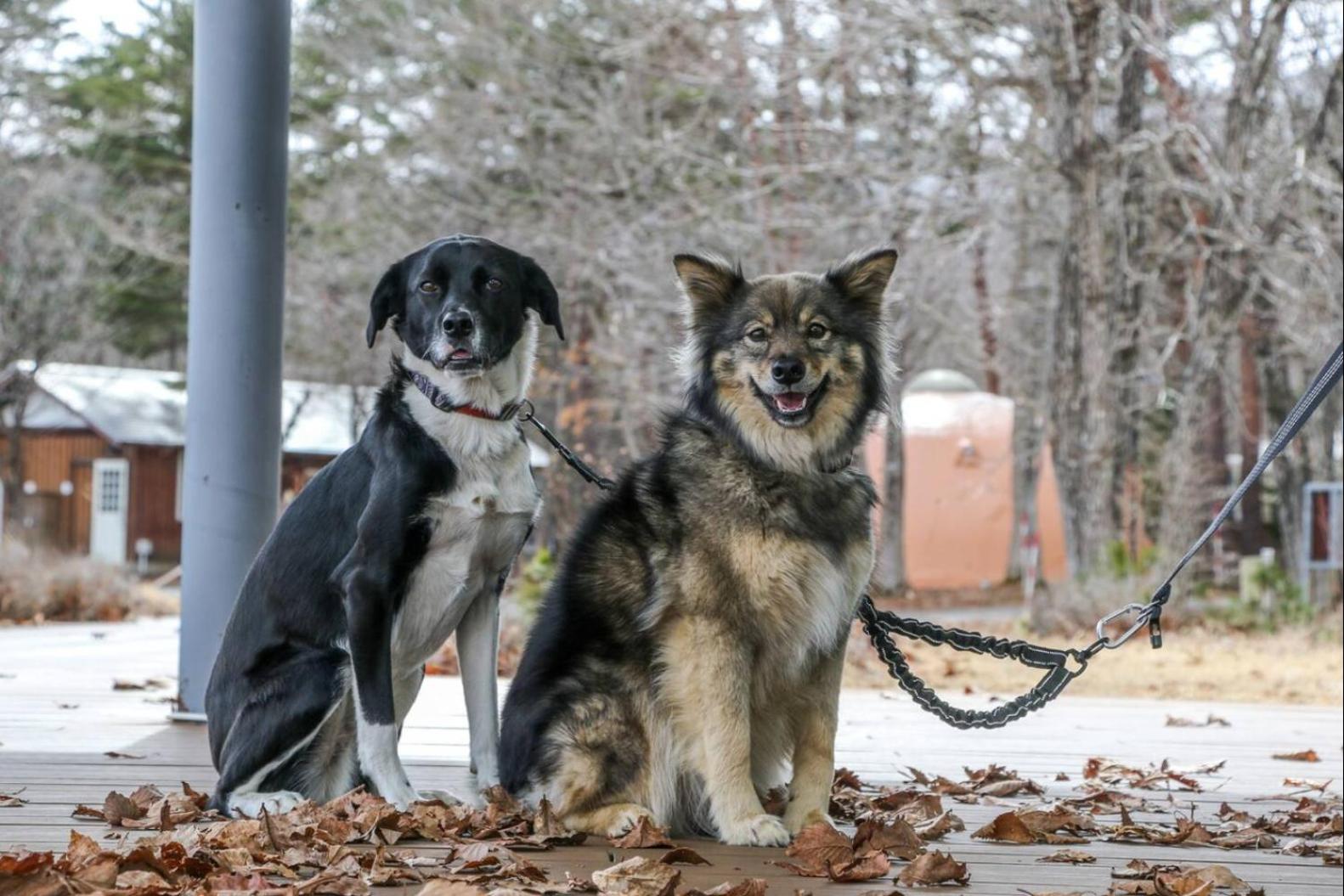 Scenic Rural Homestay near Nasu for Pet Lovers, photo 9