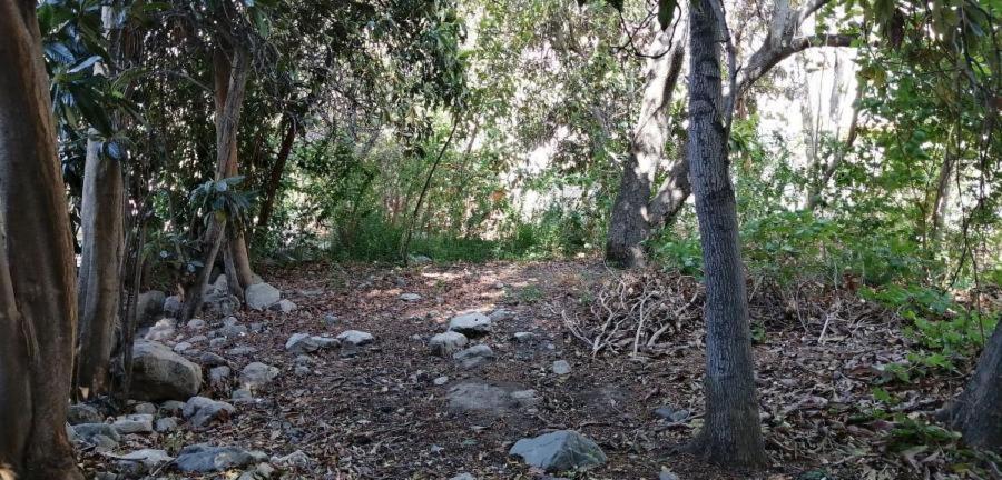 Quinta Emilia - Paihuano - Elqui Valley