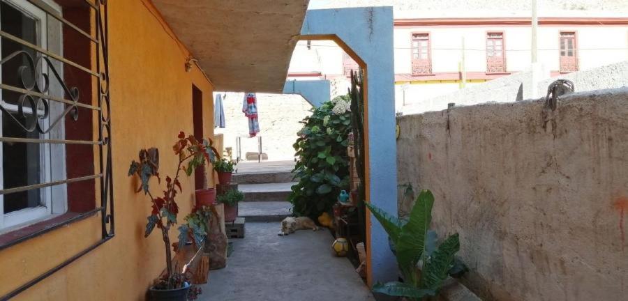 Quinta Emilia - Paihuano - Elqui Valley