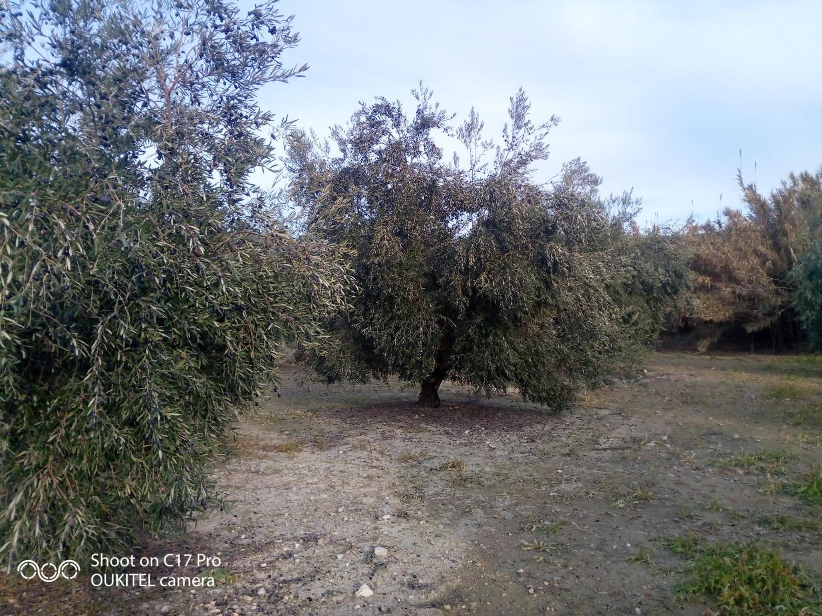 Charming House with Pool in Montilla