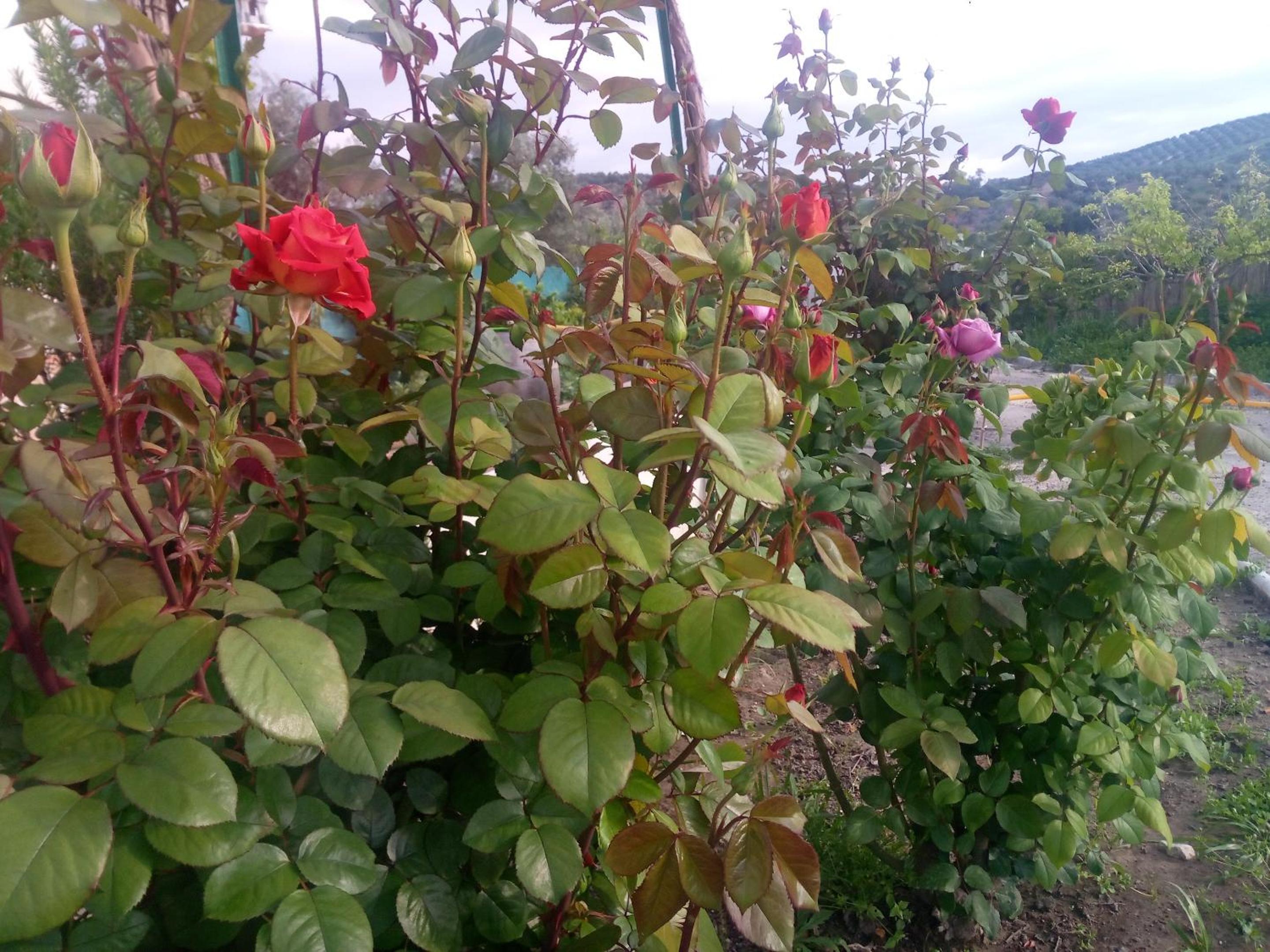 Charming House with Pool in Montilla