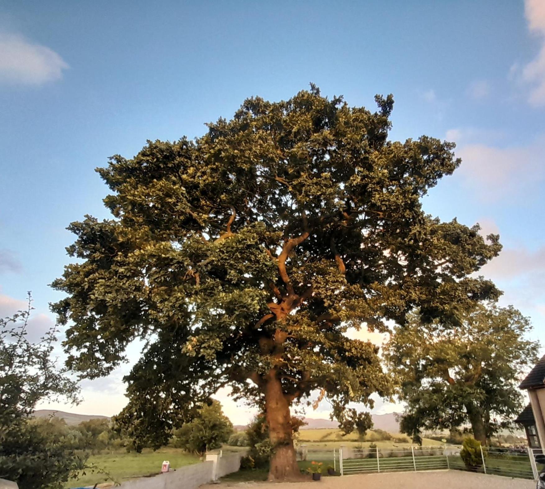 Oaktree Manor - BBQ, games rooms and pet friendly