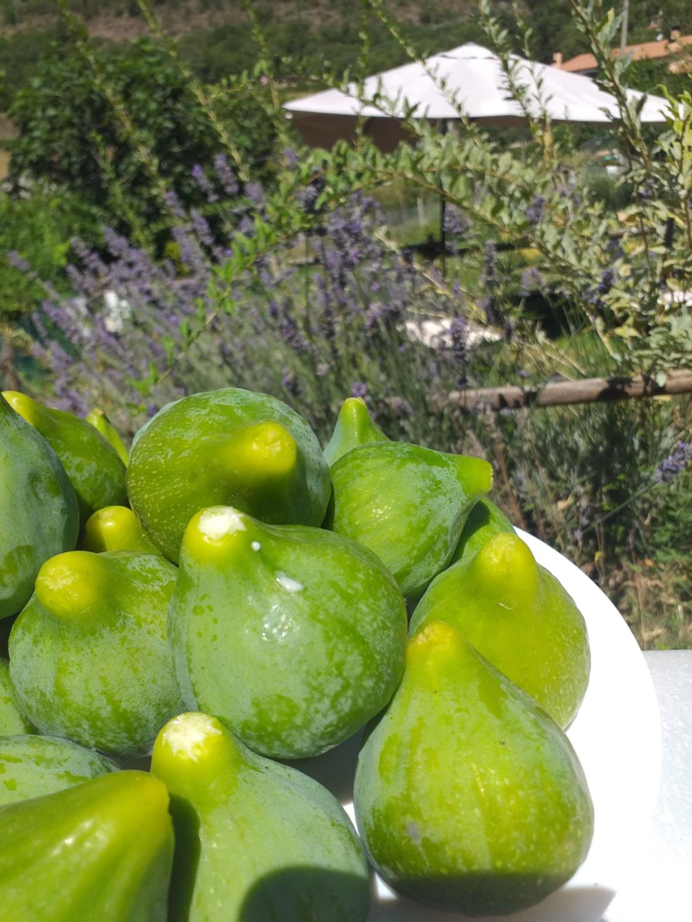 Agriturismo campagna in compagnia