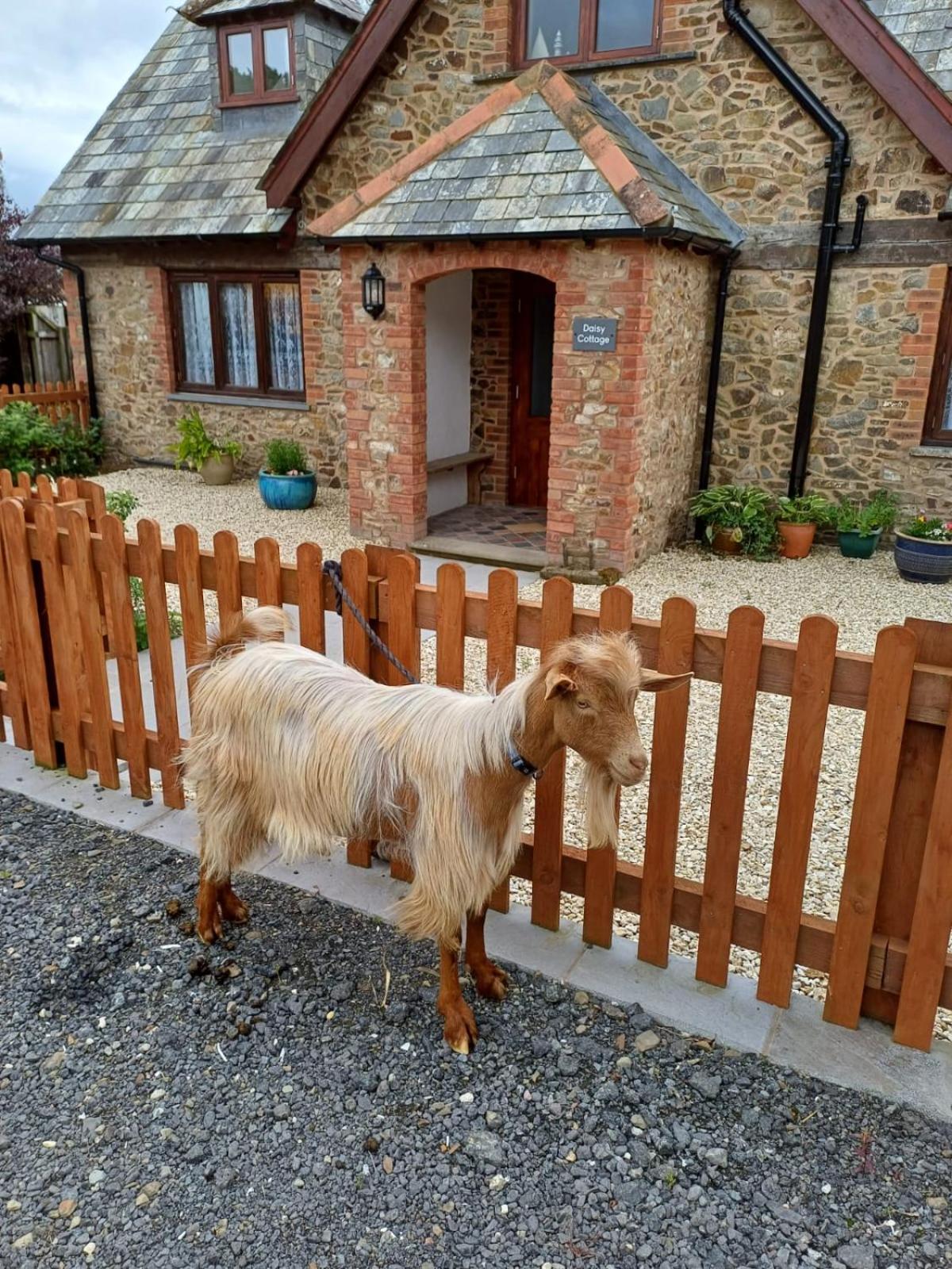 Daisy Cottage