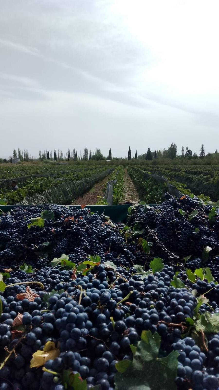 Finca Don Pedro