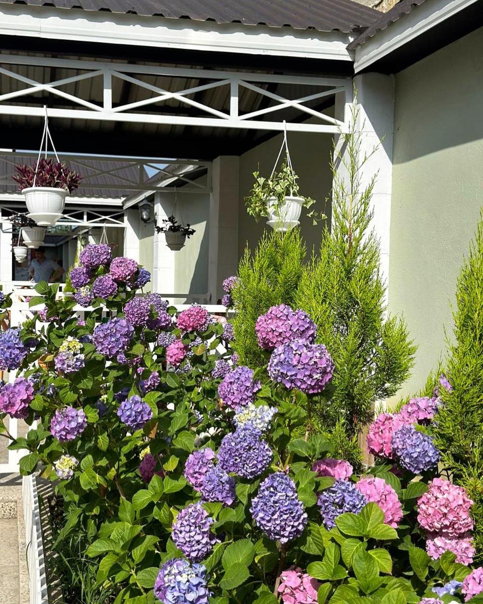 Villa Yard