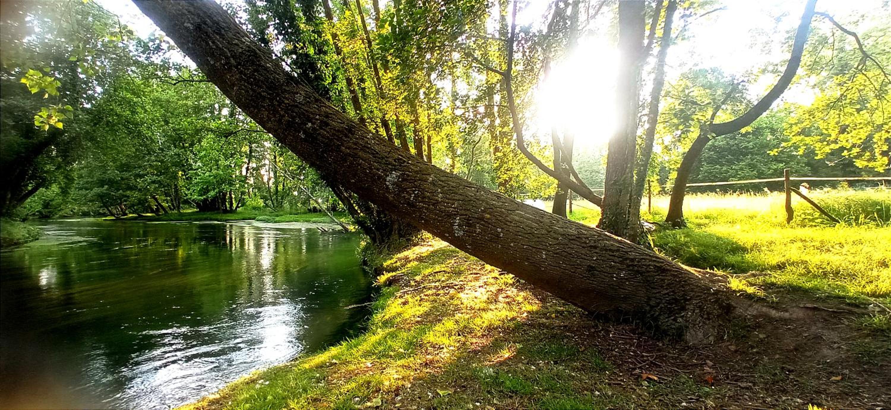 La Regina del Bosco