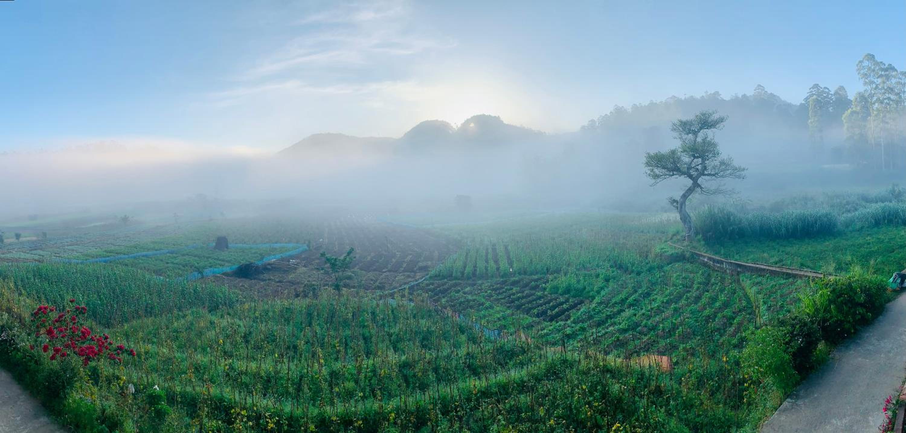 Ceylon shadow