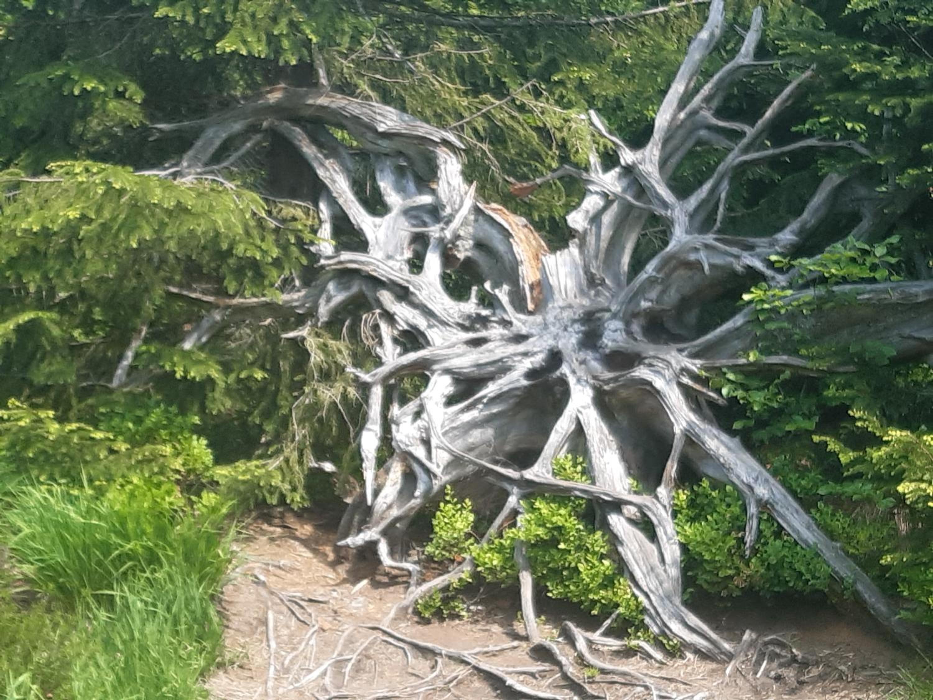 FeWo Schwarzwald von oben - Kniebis