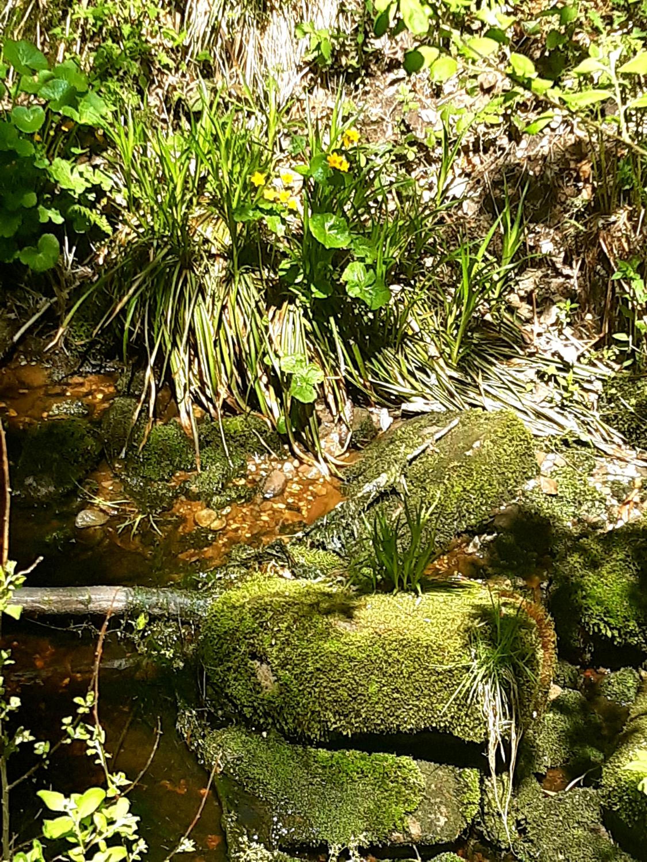 FeWo Schwarzwald von oben - Kniebis