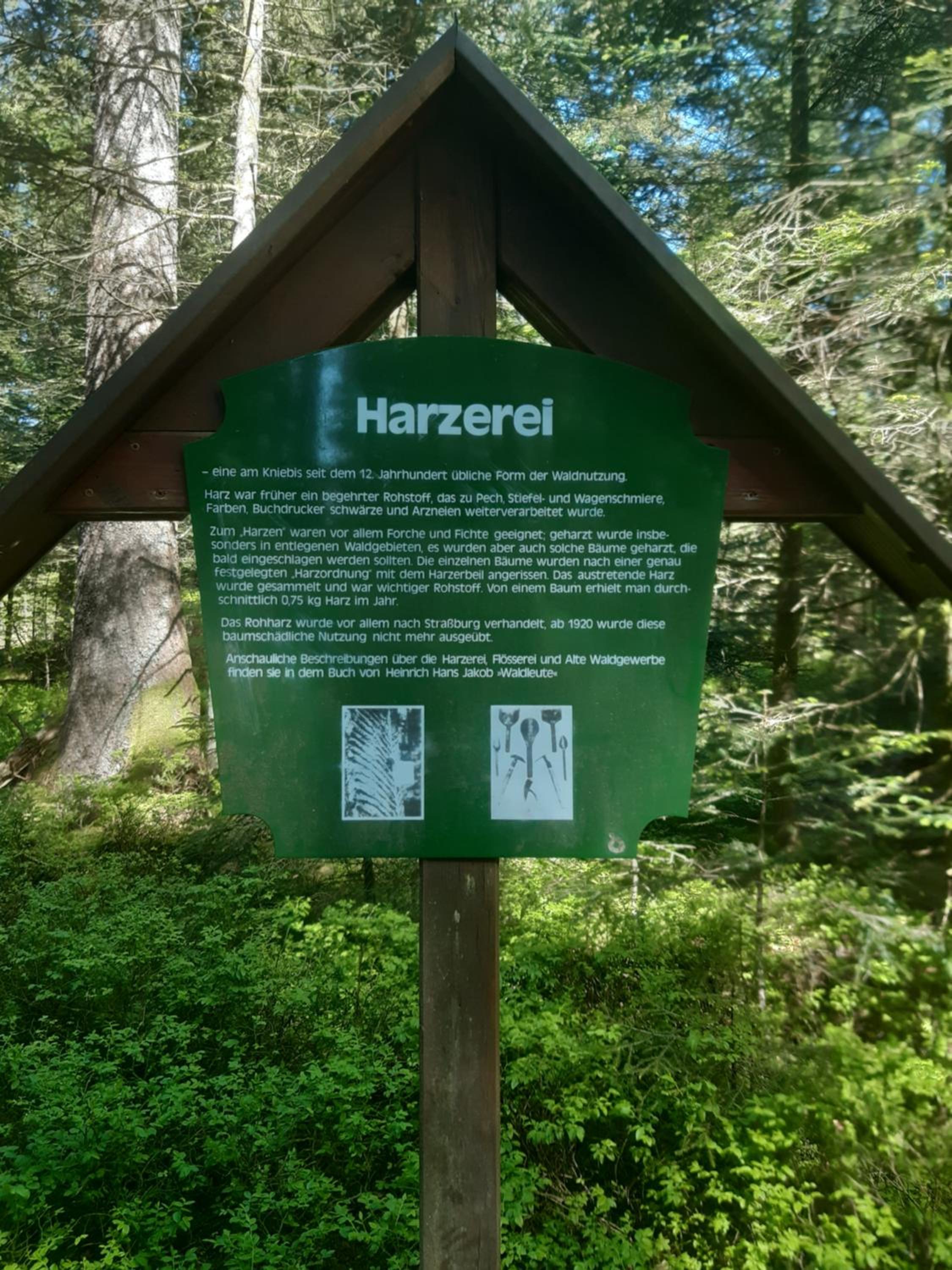 FeWo Schwarzwald von oben - Kniebis