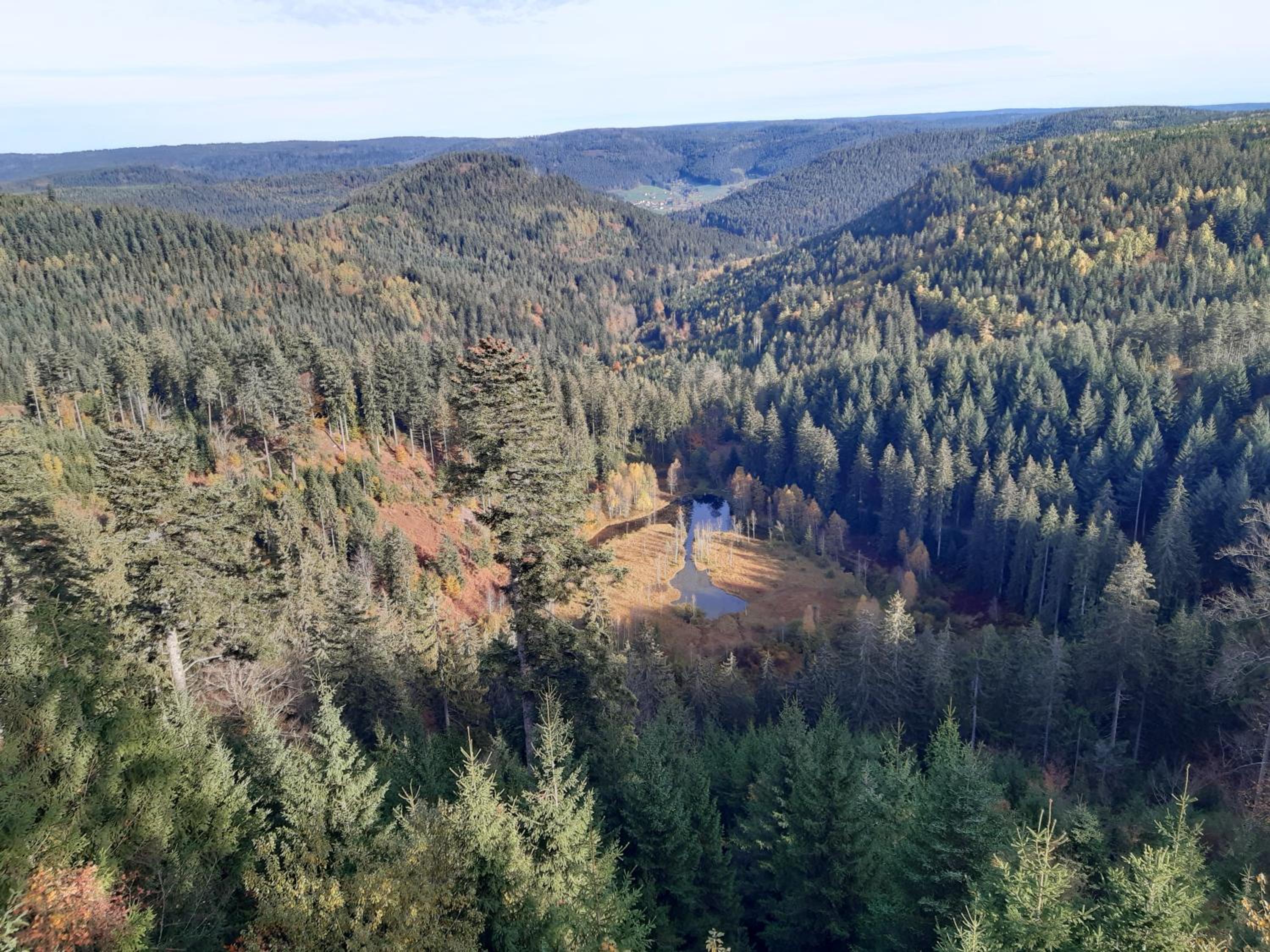 FeWo Schwarzwald von oben - Kniebis