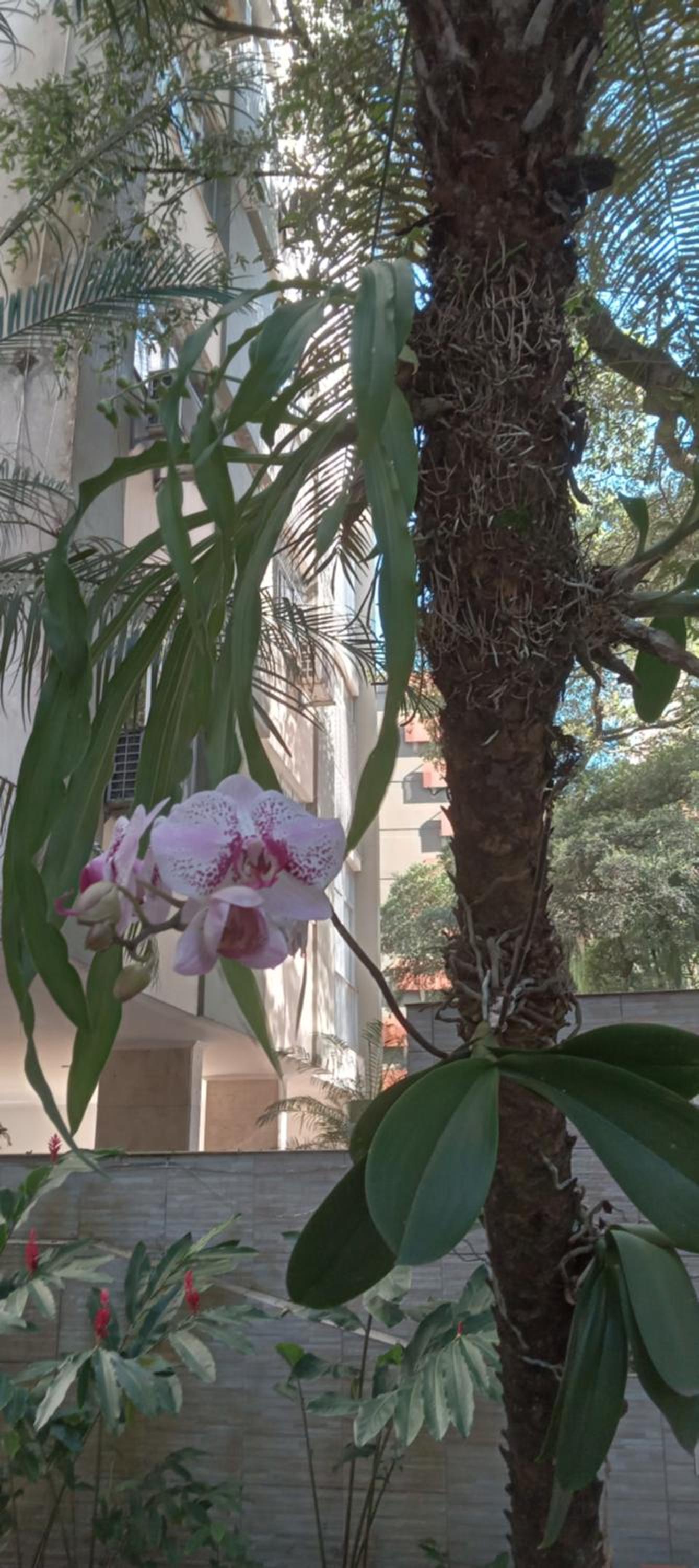 Luz de Regina Bahia