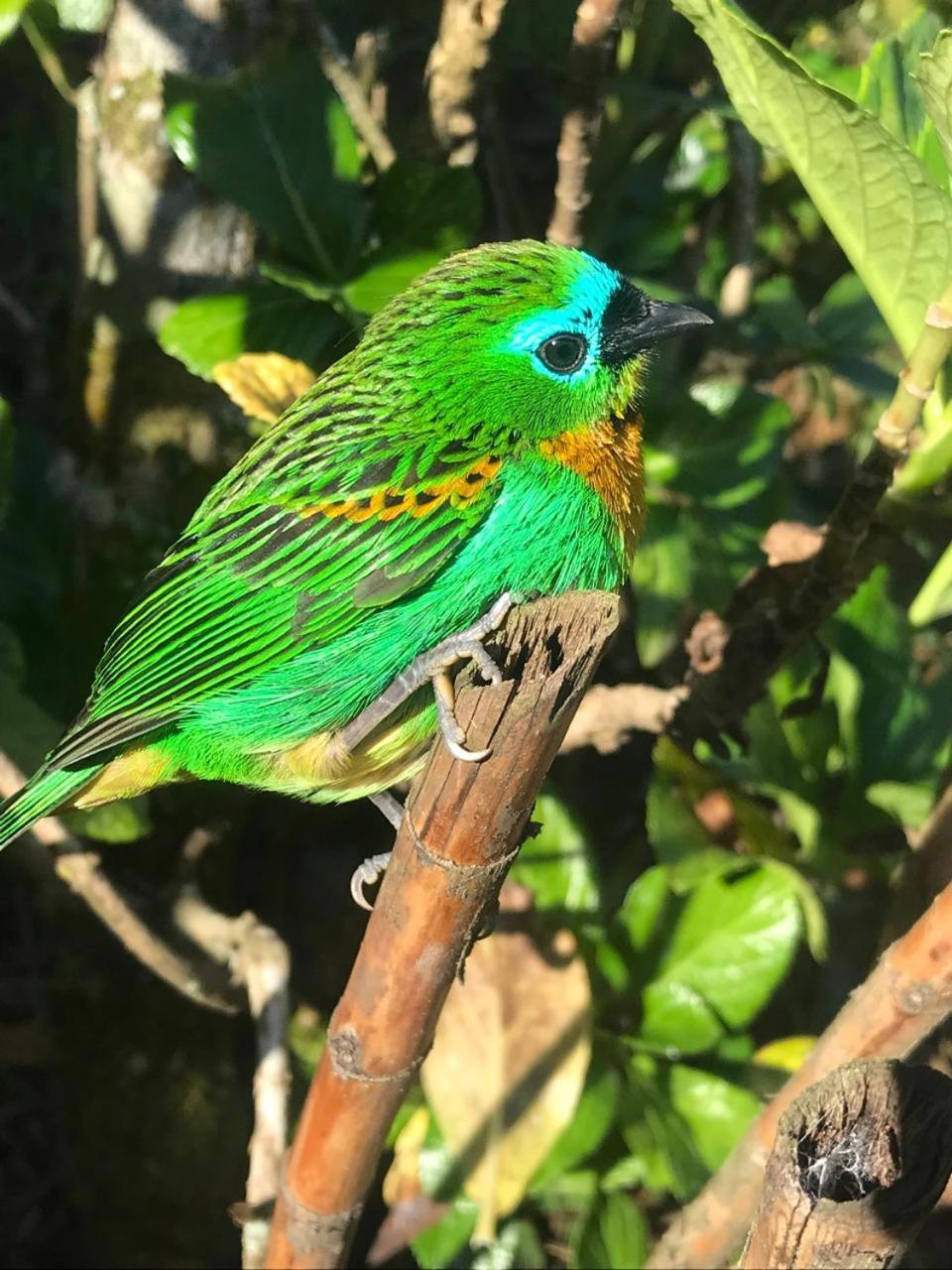 Ecoapê
