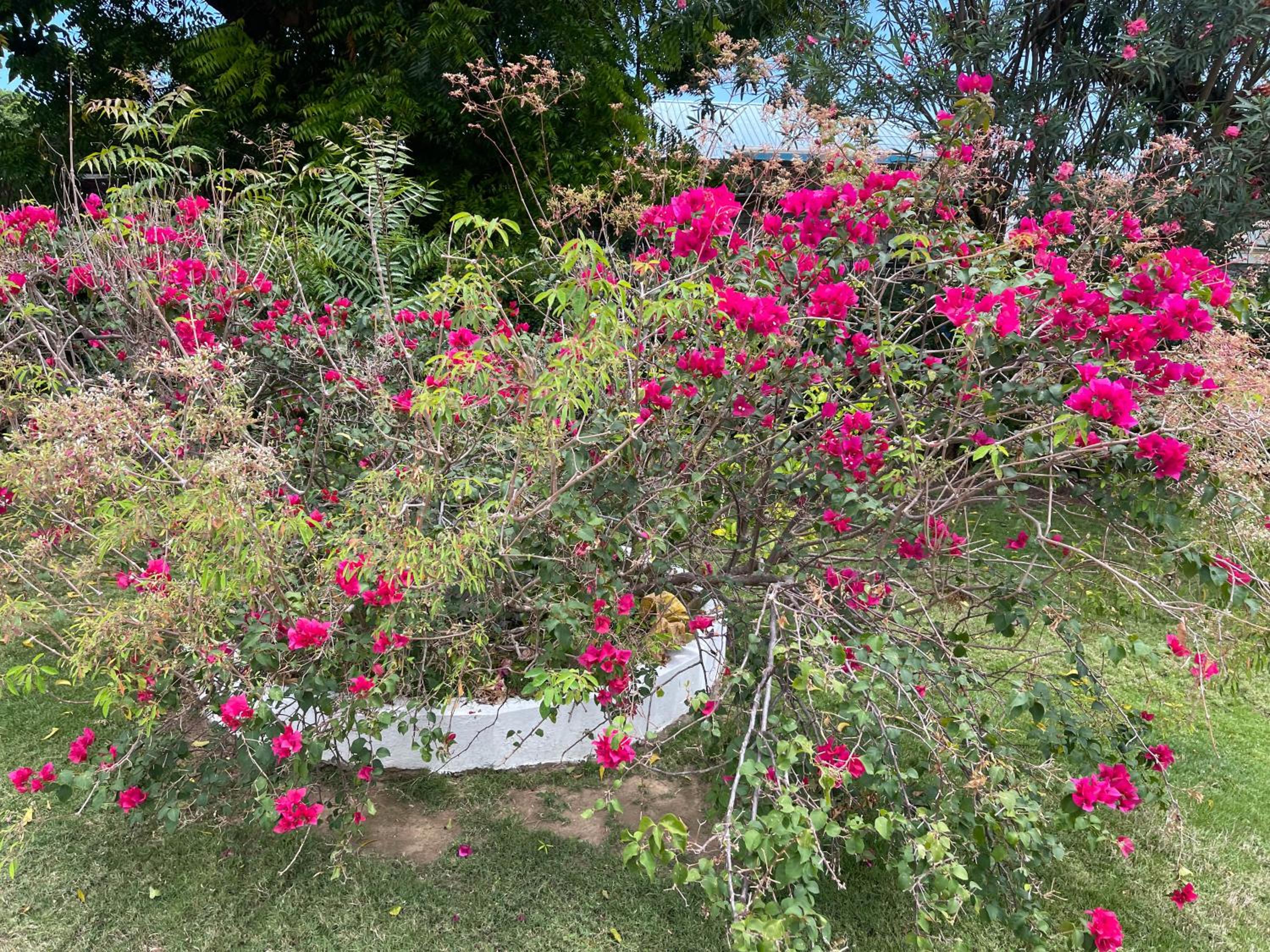 Little Shaw Park Guest House