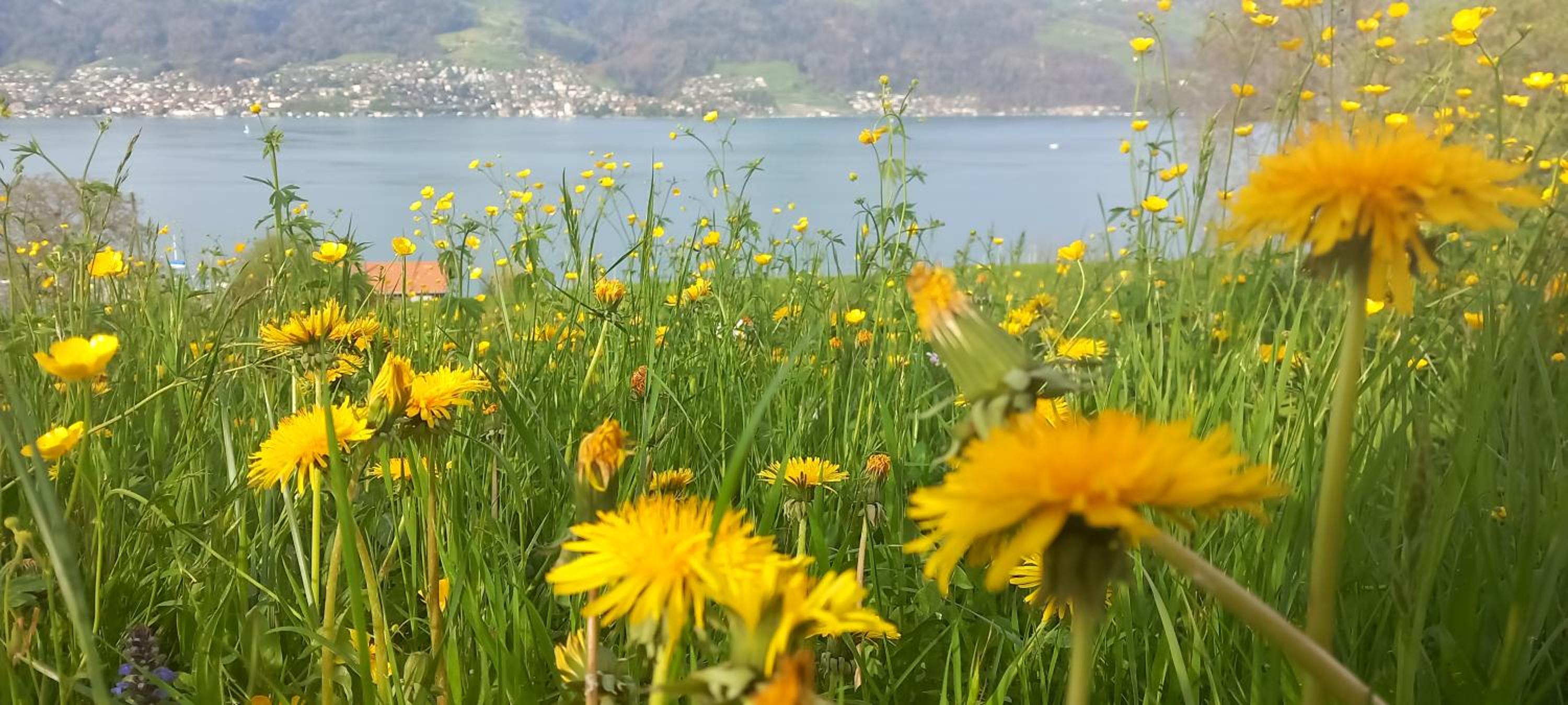 Swiss Apartment Thunersee