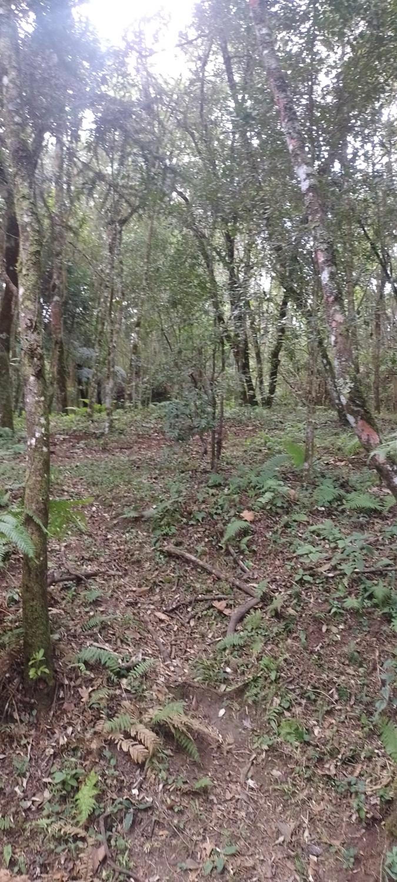 Cantinho na floresta