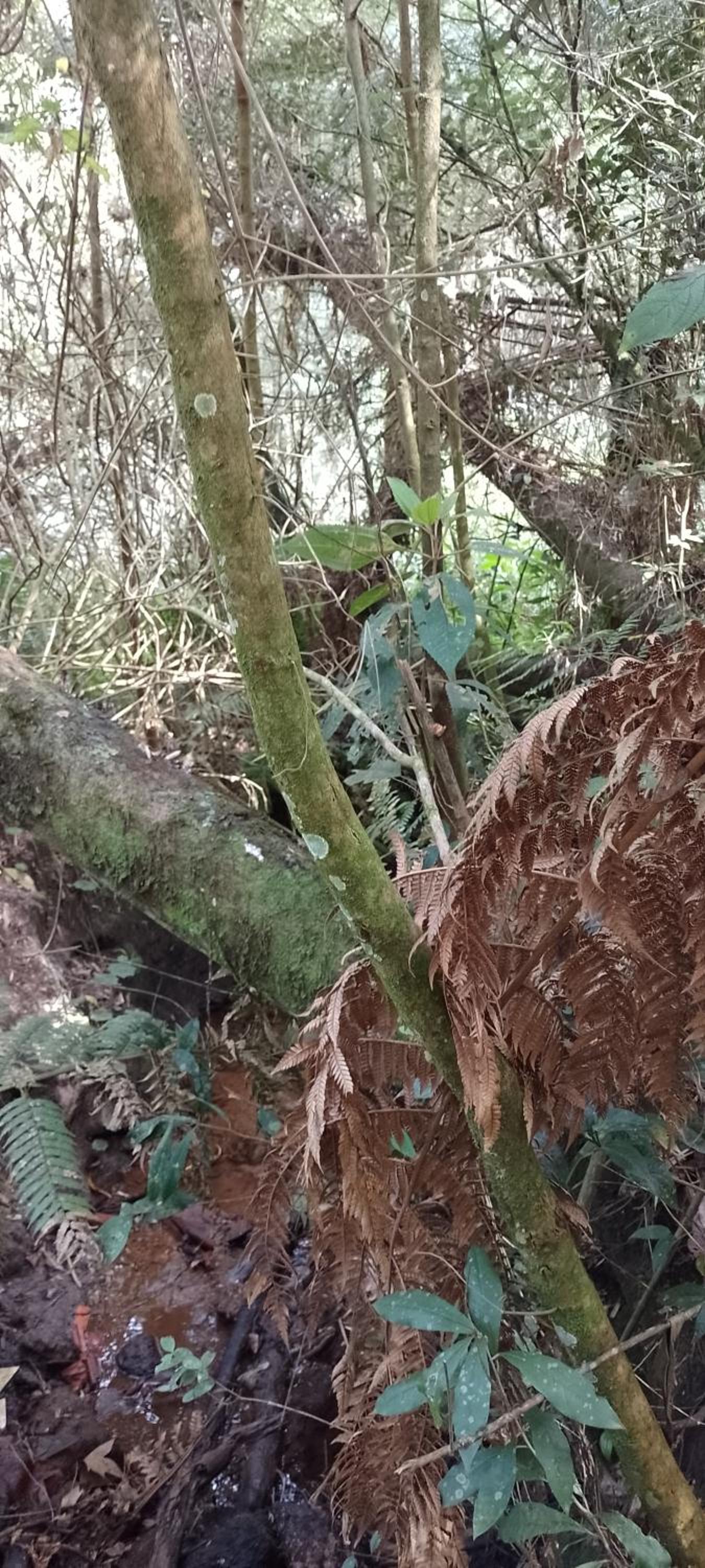 Cantinho na floresta