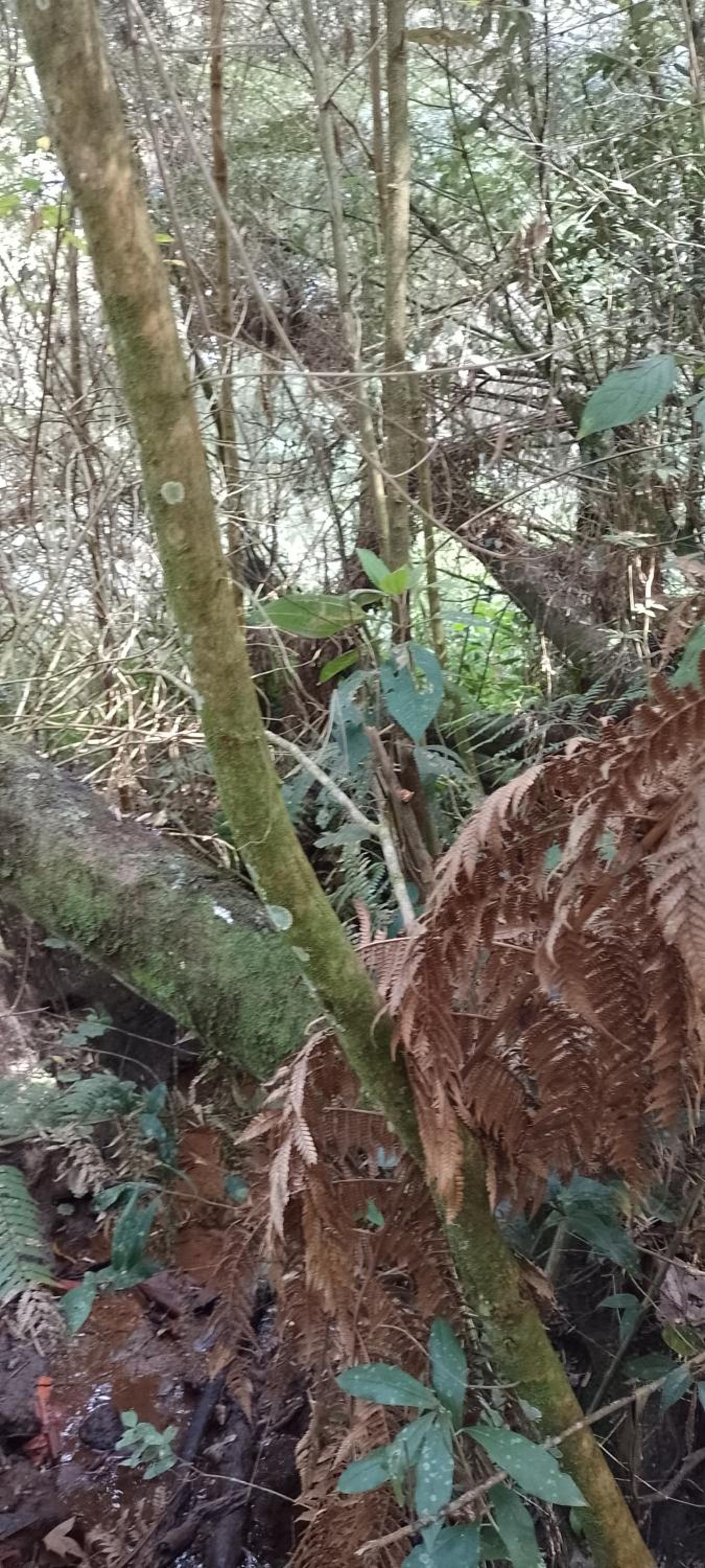 Cantinho na floresta