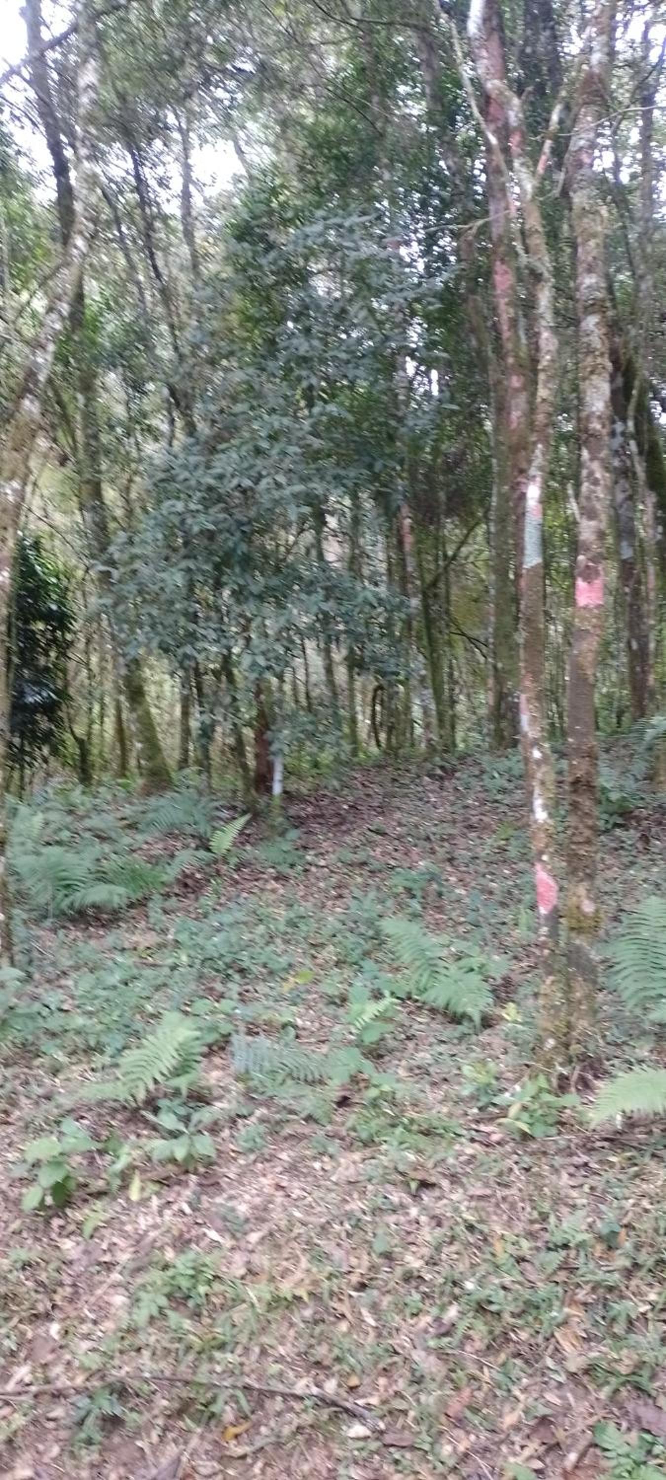 Cantinho na floresta