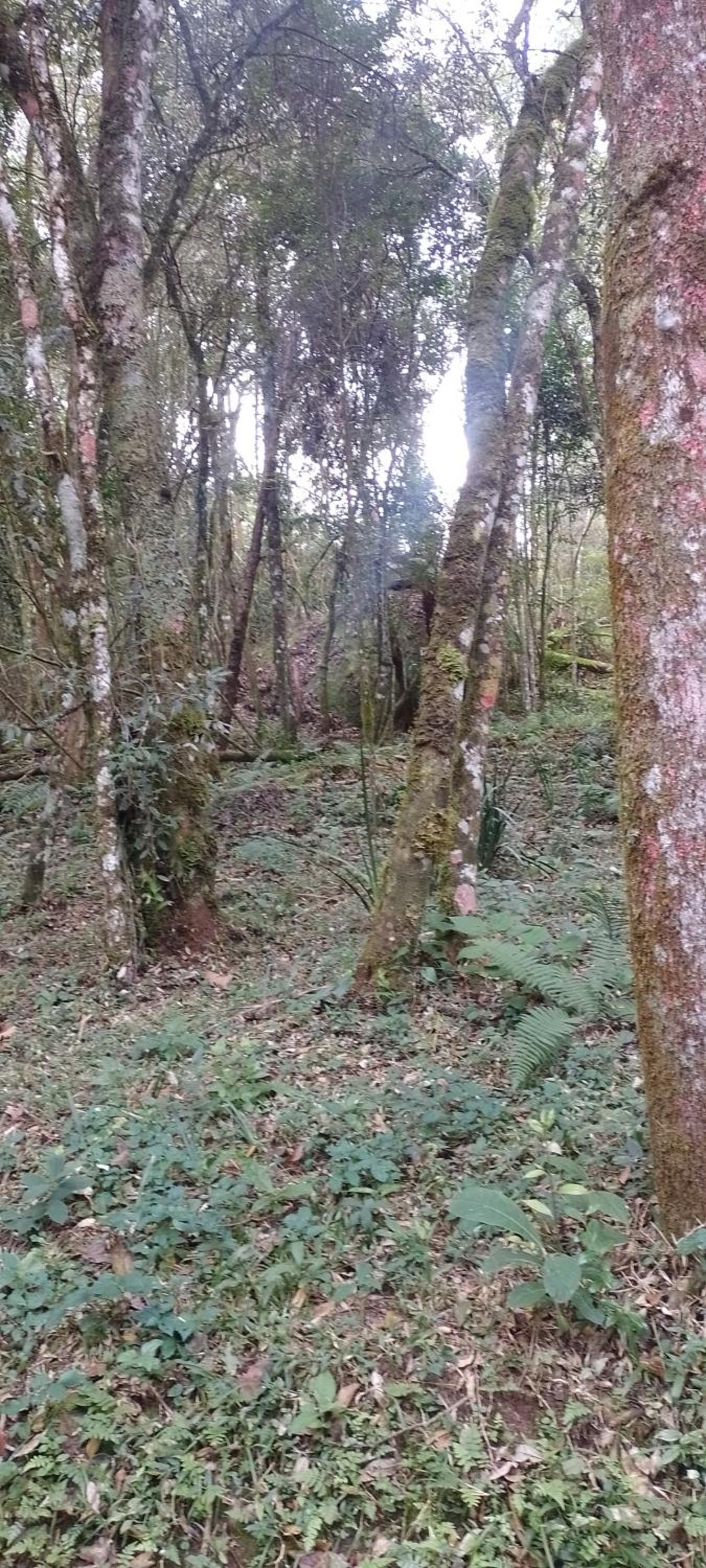 Cantinho na floresta