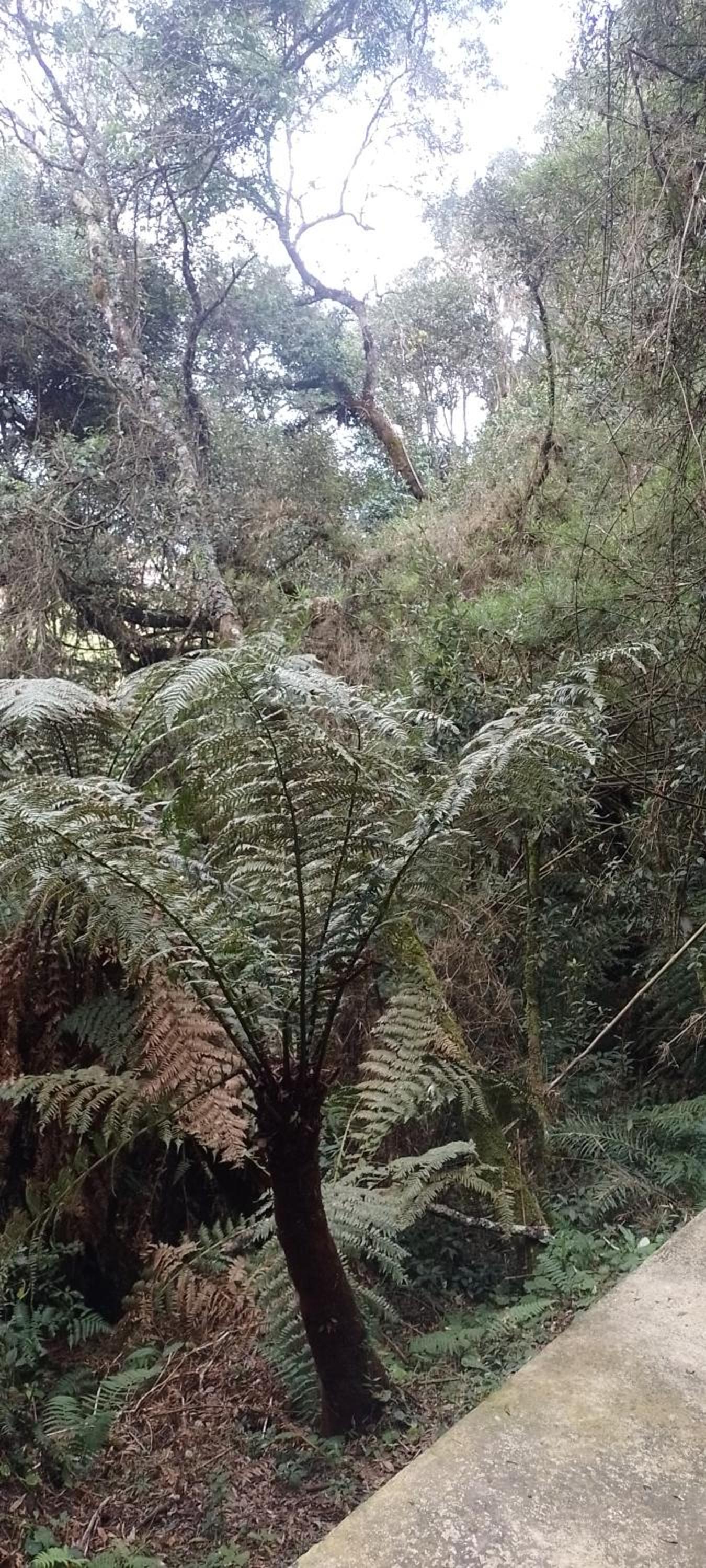 Cantinho na floresta