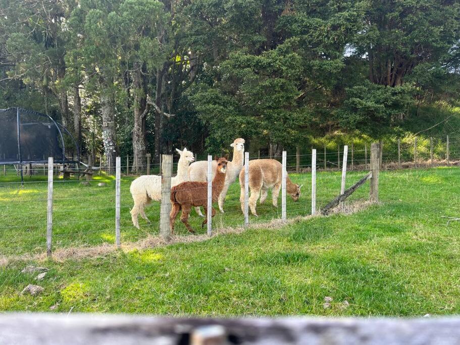 Te Whare Farm Puhoi