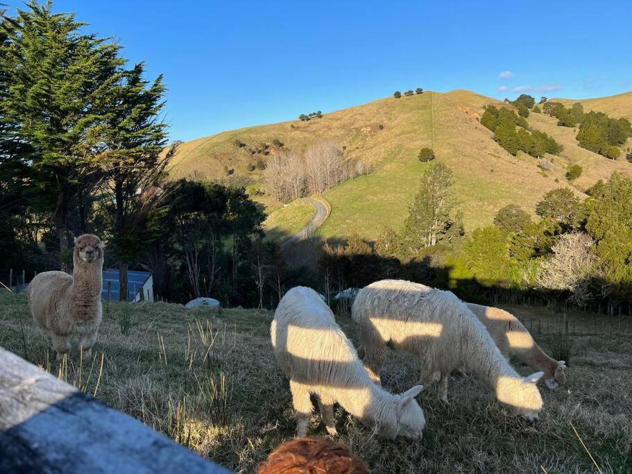 Te Whare Farm Puhoi