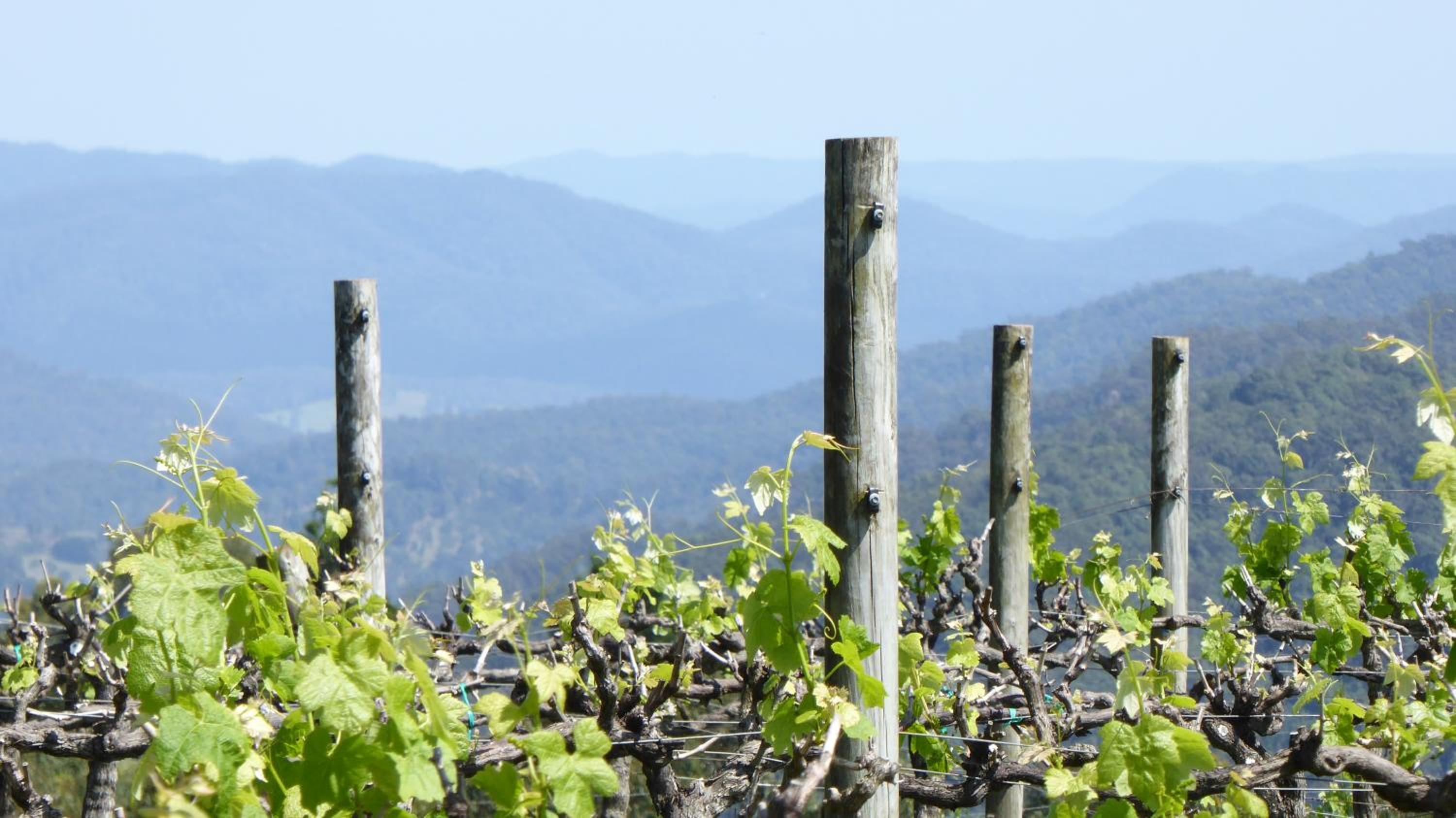 Flame Hill Vineyard