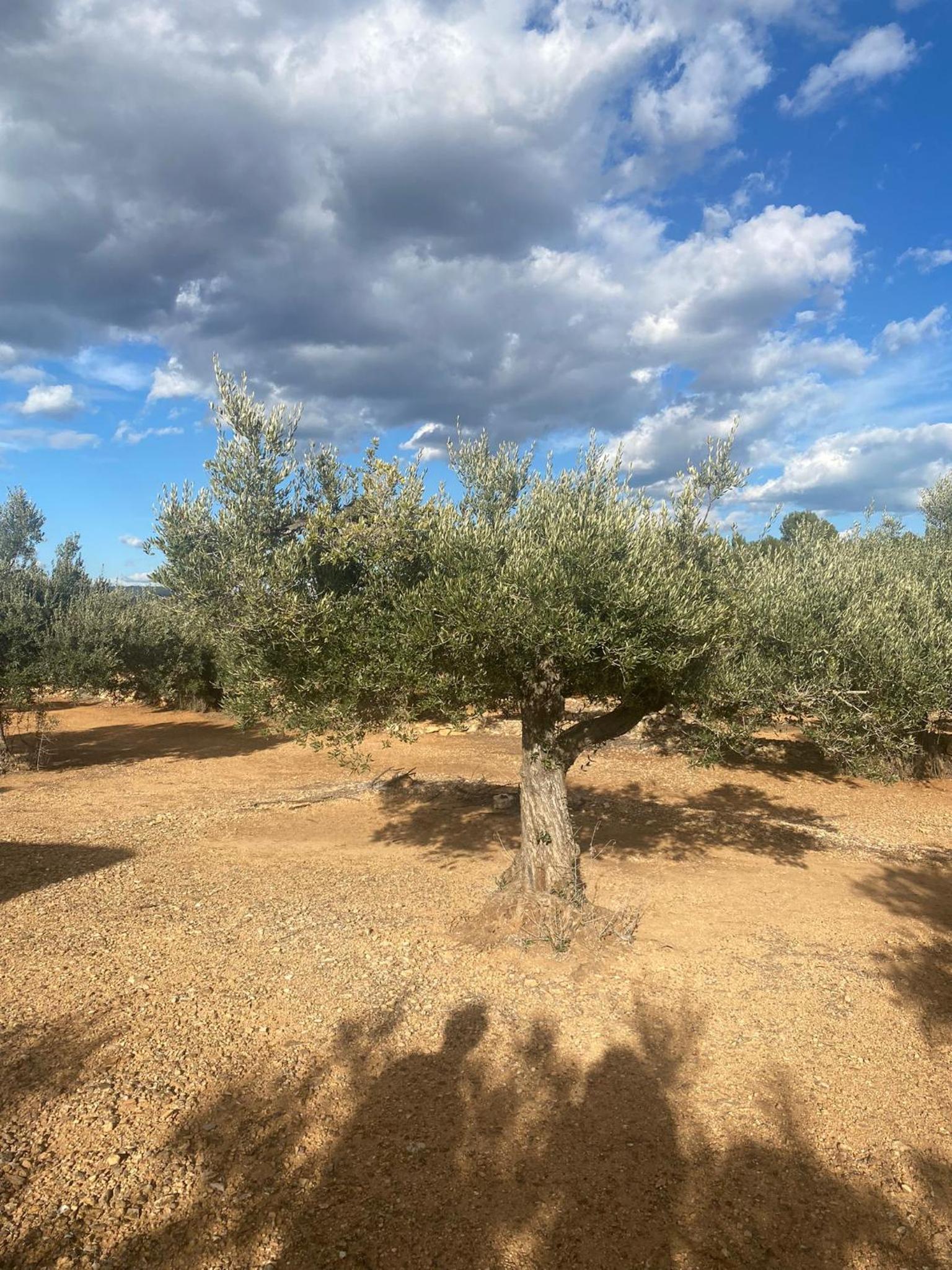 Finca El Olivar