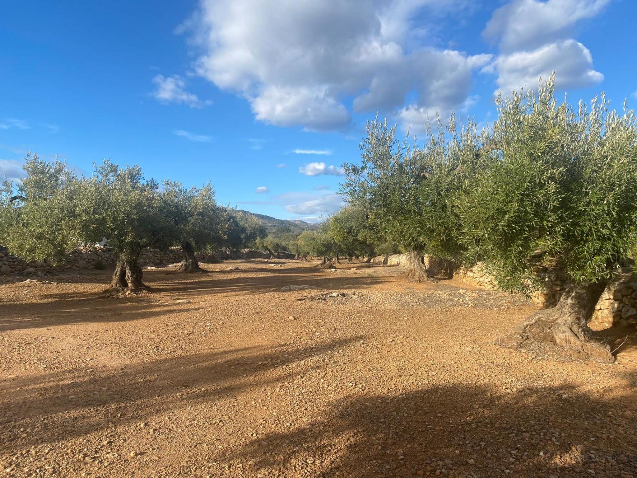 Finca El Olivar