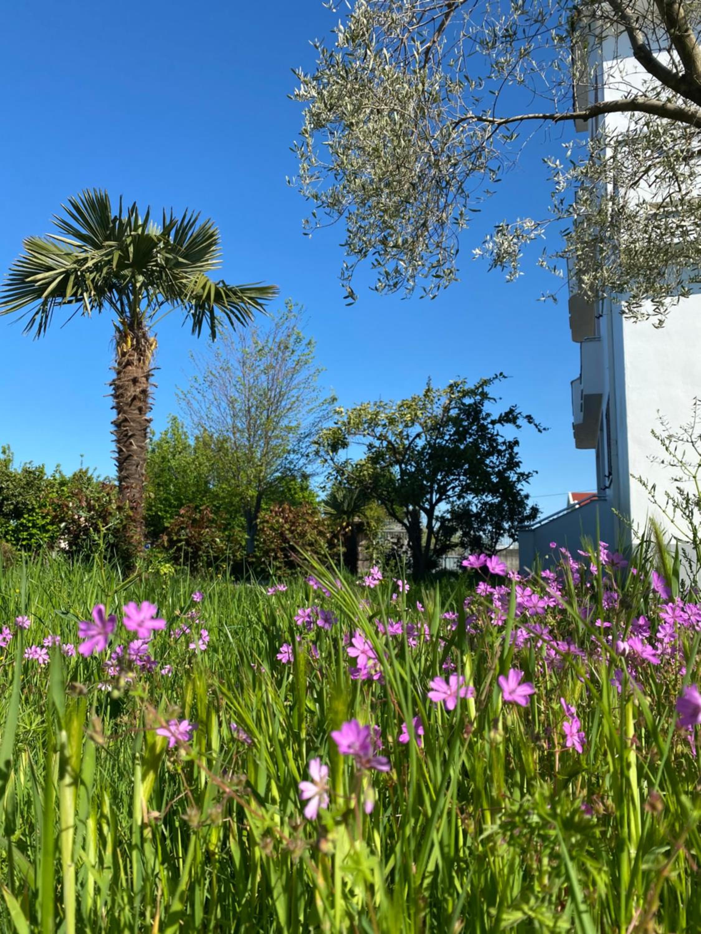 Kiwi Villa - Shkoder