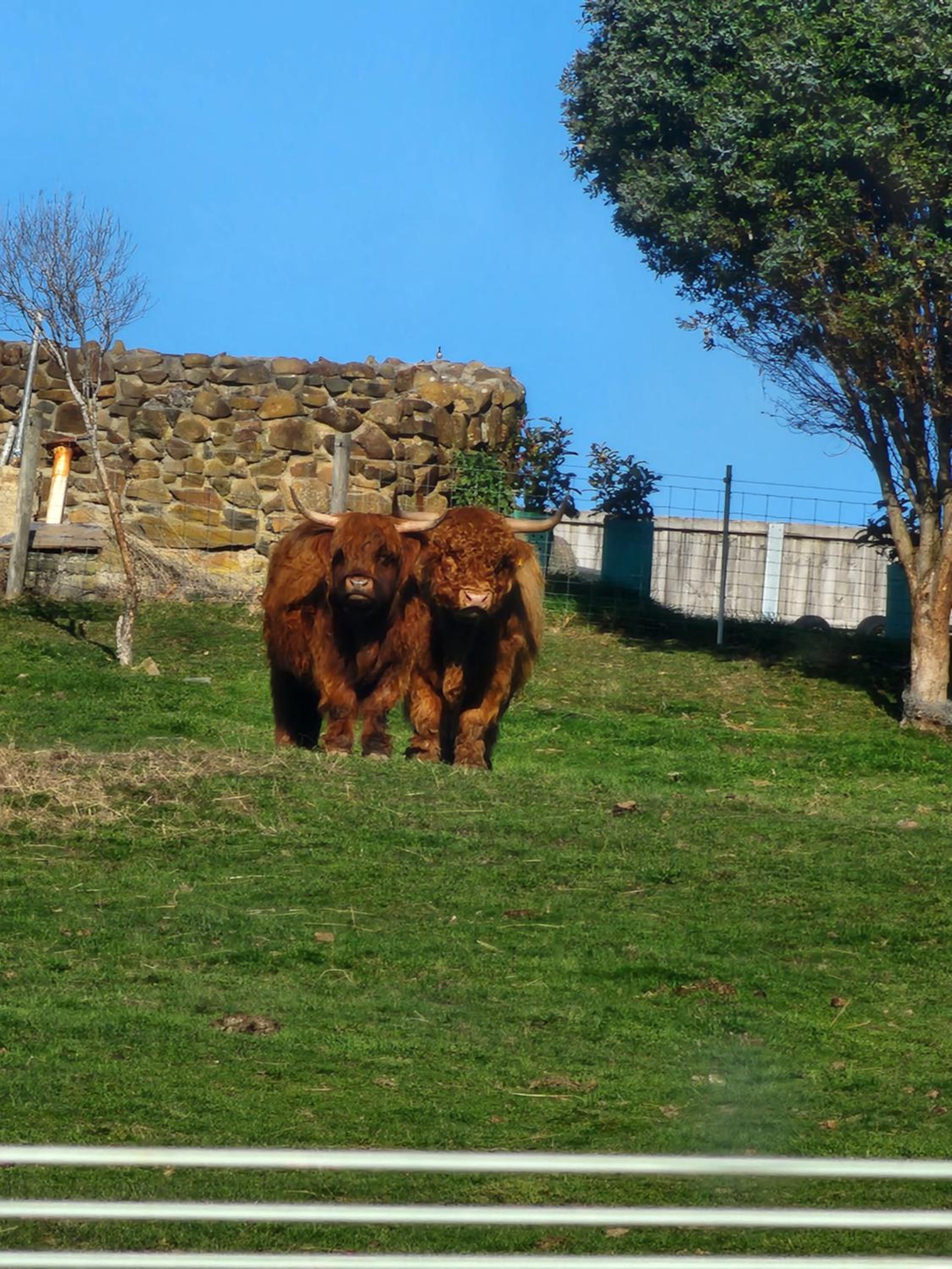 Ruby's Cottage Farm Stay